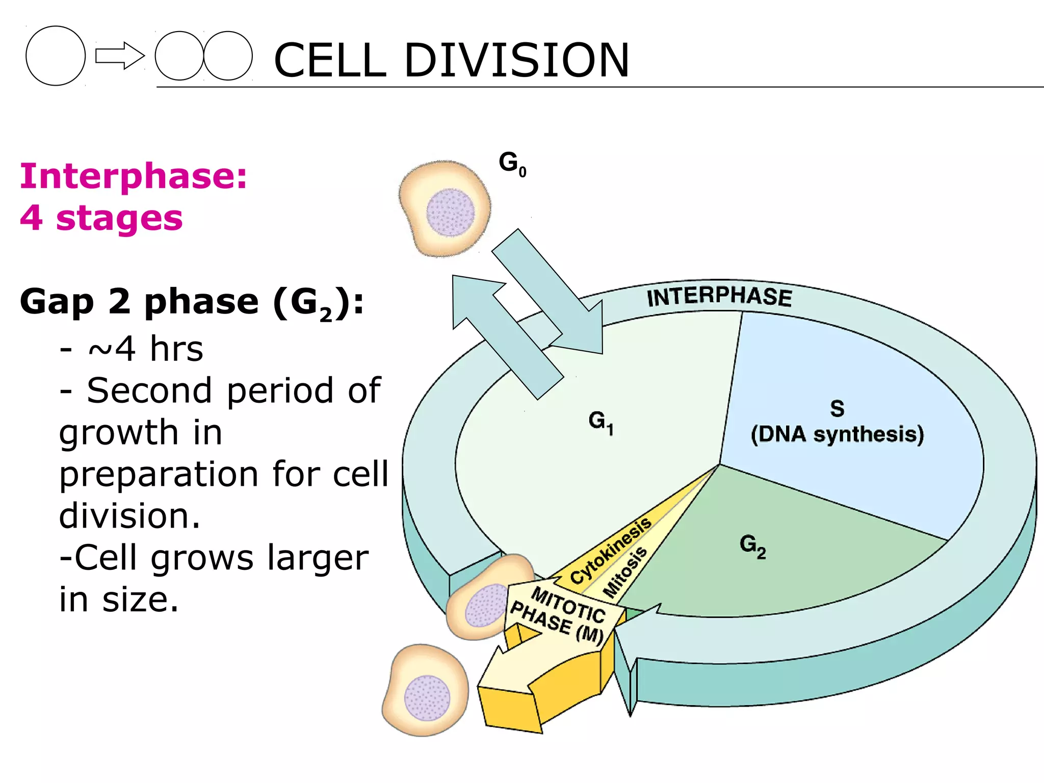 CELL DIVISION

                        G0
Interphase:
4 stages

Gap 2 phase (G2):
 - ~4 hrs
 - Second period of
 growth in
 preparation for cell
 division.
 -Cell grows larger
 in size.
 