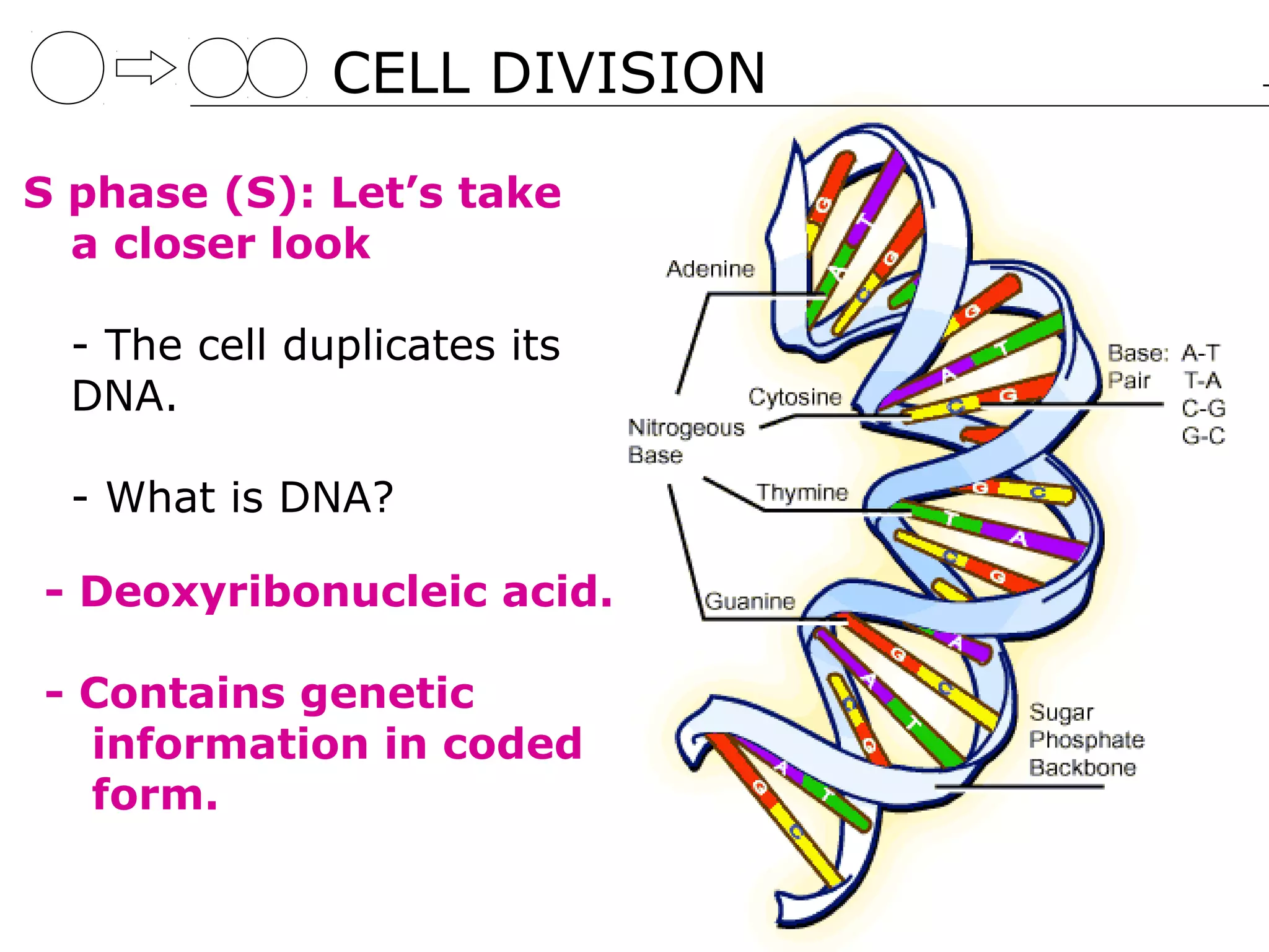 CELL DIVISION

S phase (S): Let’s take
  a closer look

  - The cell duplicates its
  DNA.

  - What is DNA?

- Deoxyribonucleic acid.

- Contains genetic
  information in coded
  form.
 