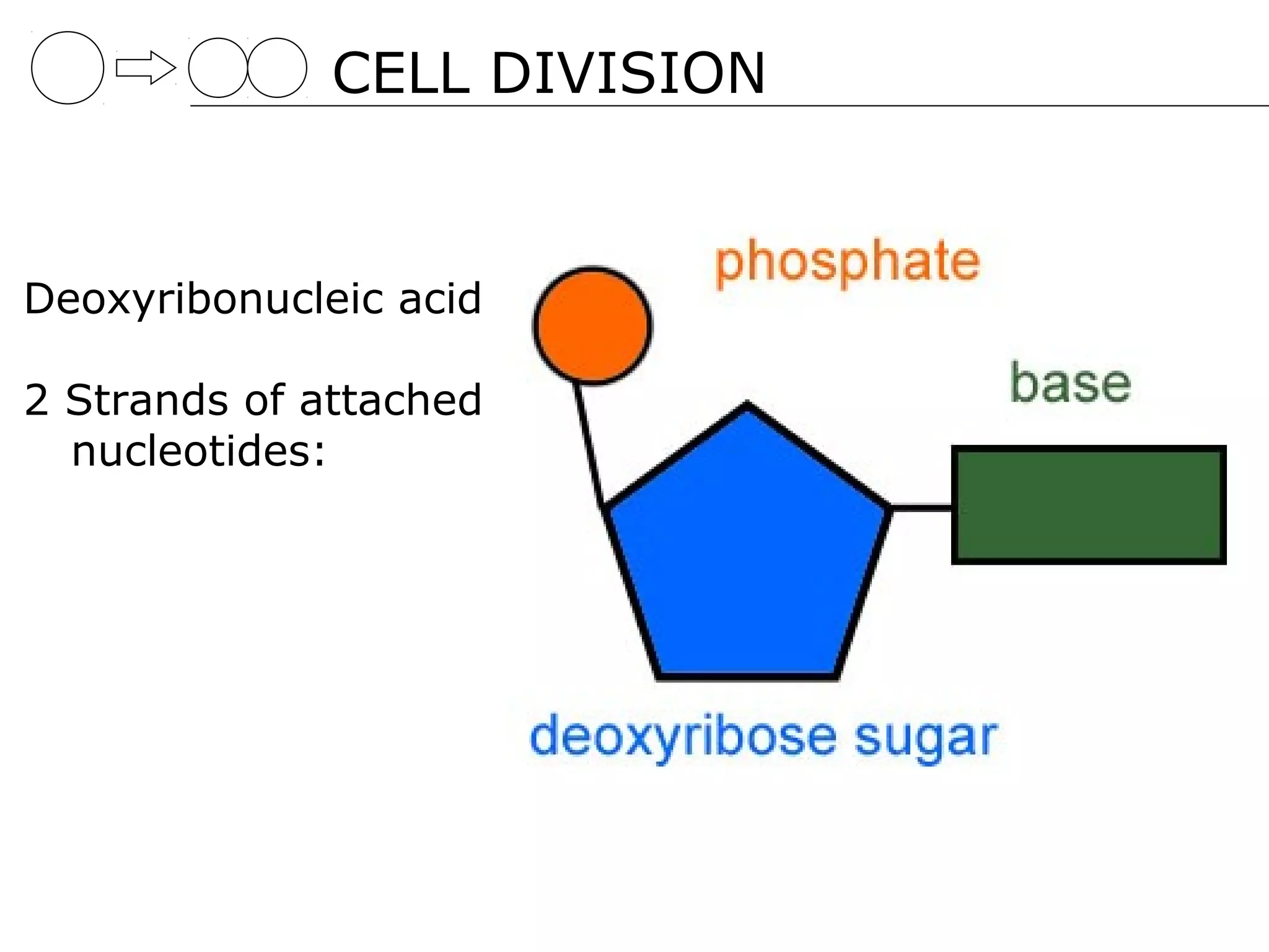 CELL DIVISION


Deoxyribonucleic acid

2 Strands of attached
  nucleotides:
 