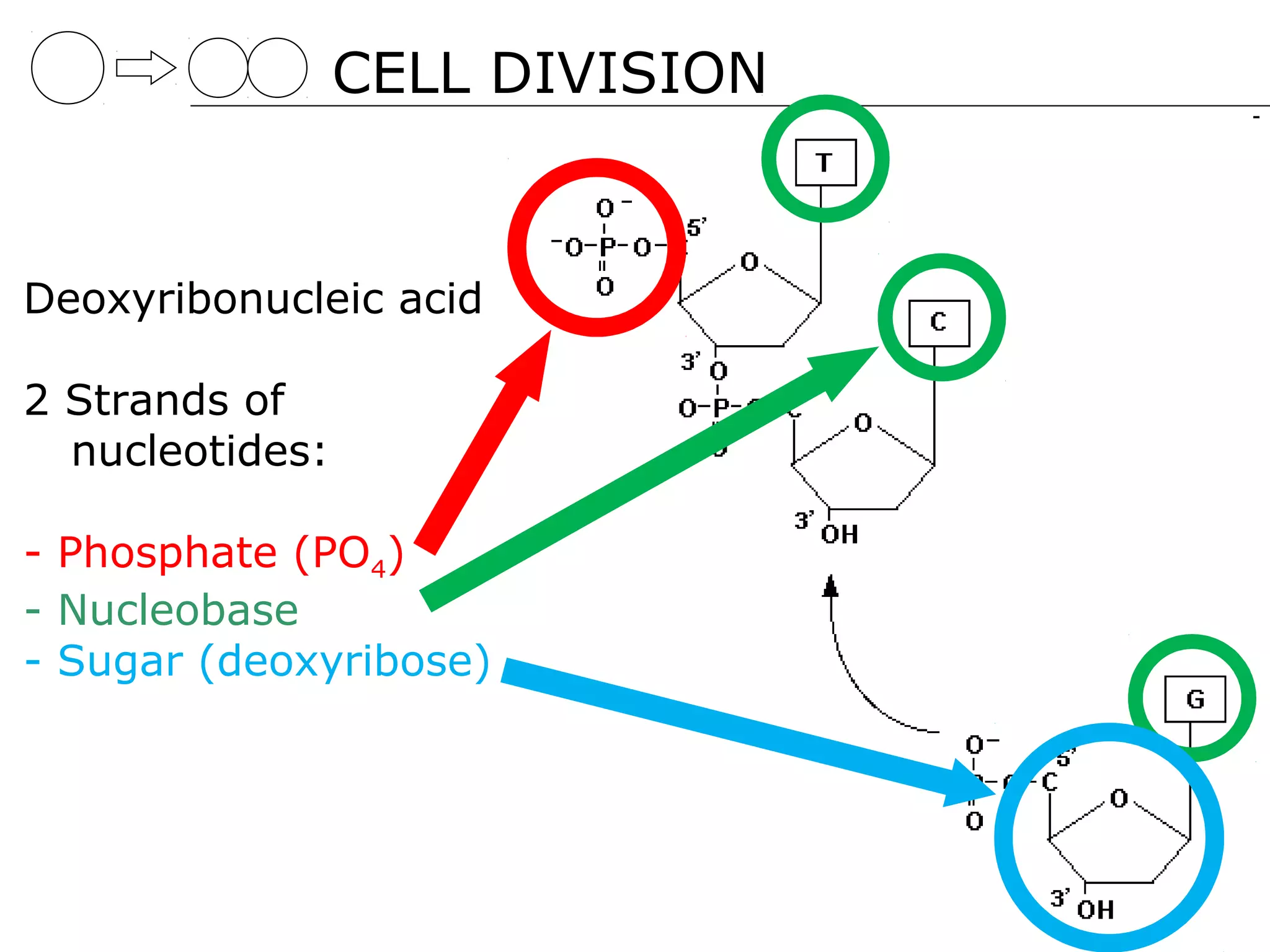 CELL DIVISION


Deoxyribonucleic acid

2 Strands of
  nucleotides:

- Phosphate (PO4)
- Nucleobase
- Sugar (deoxyribose)
 