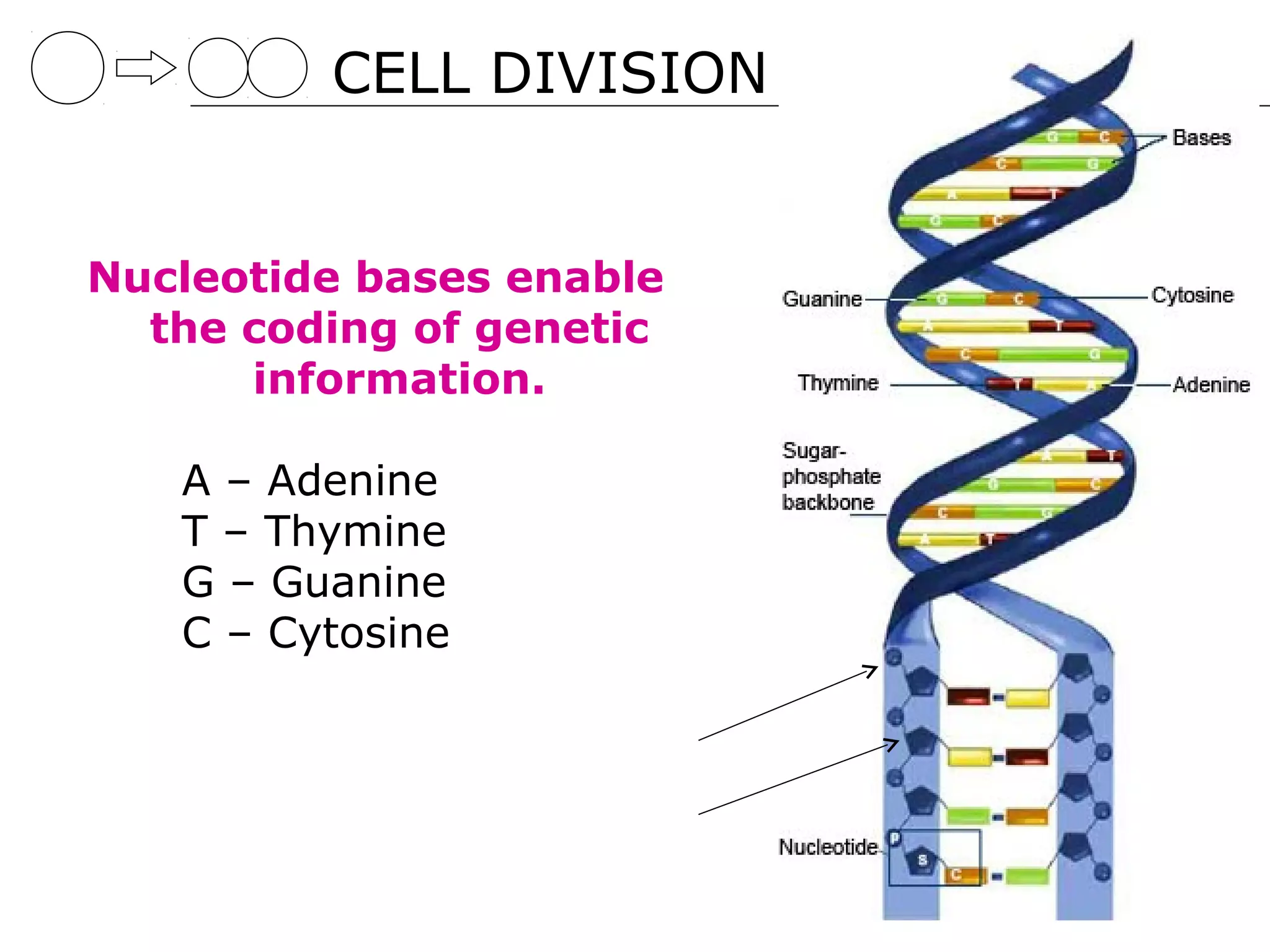 CELL DIVISION


Nucleotide bases enable
  the coding of genetic
      information.

   A – Adenine
   T – Thymine
   G – Guanine
   C – Cytosine
 