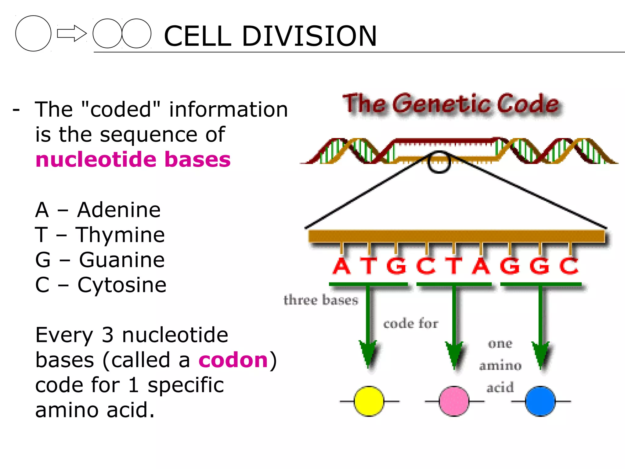 CELL DIVISION

- The "coded" information
  is the sequence of
  nucleotide bases

  A – Adenine
  T – Thymine
  G – Guanine
  C – Cytosine

  Every 3 nucleotide
  bases (called a codon)
  code for 1 specific
  amino acid.
 