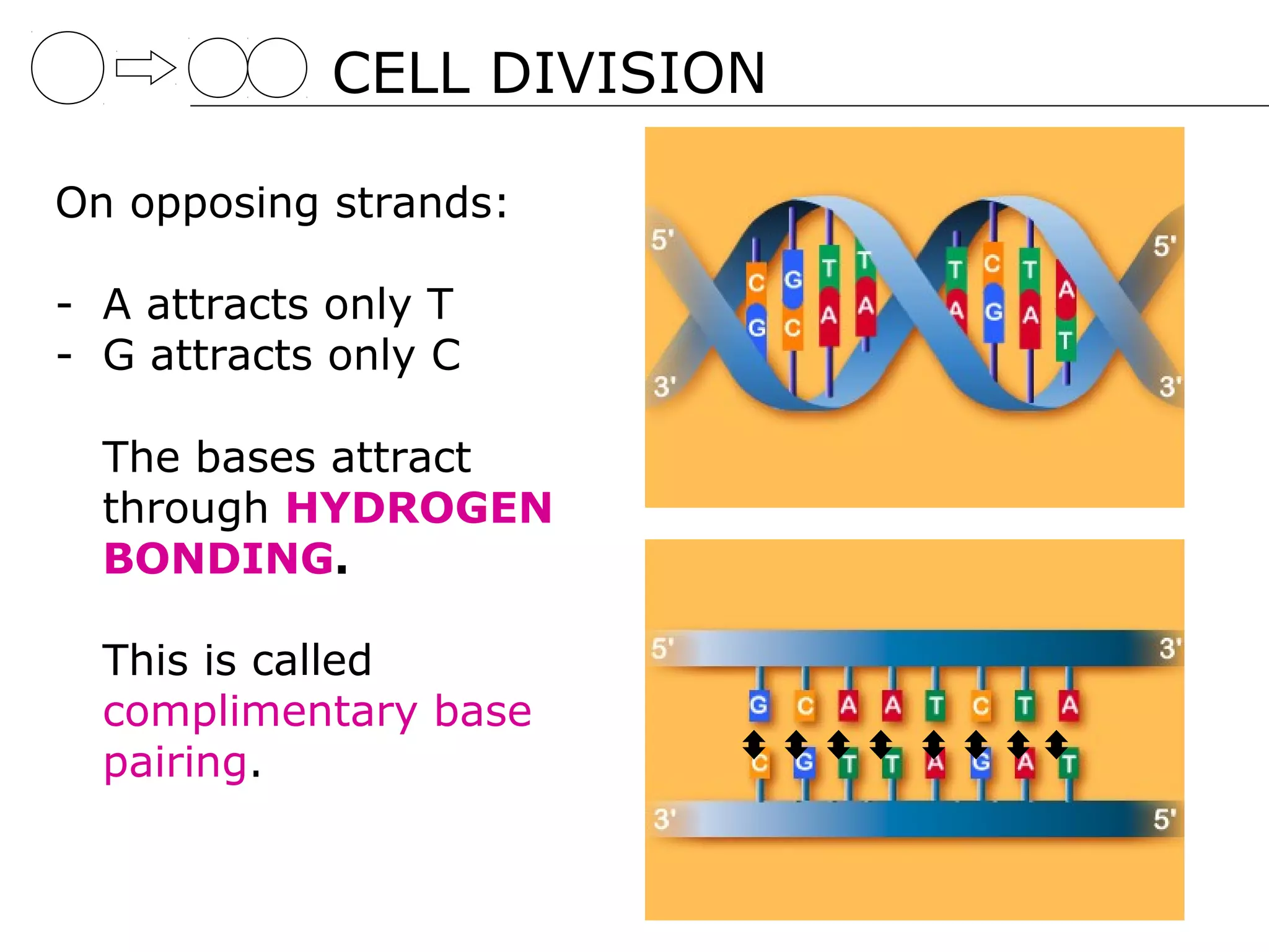 CELL DIVISION

On opposing strands:

- A attracts only T
- G attracts only C

  The bases attract
  through HYDROGEN
  BONDING.

  This is called
  complimentary base
  pairing.
 
