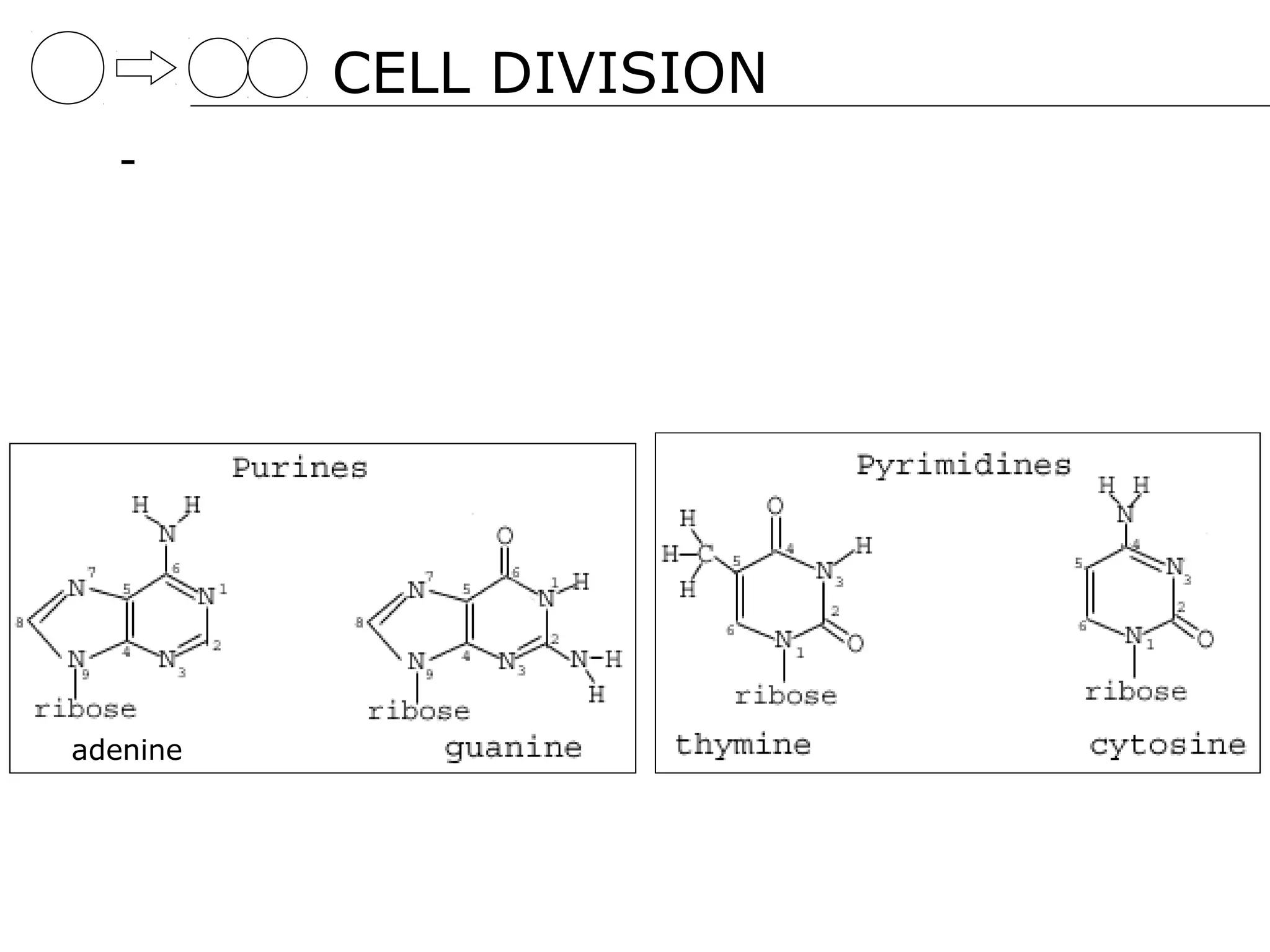 CELL DIVISION
  -




adenine
 