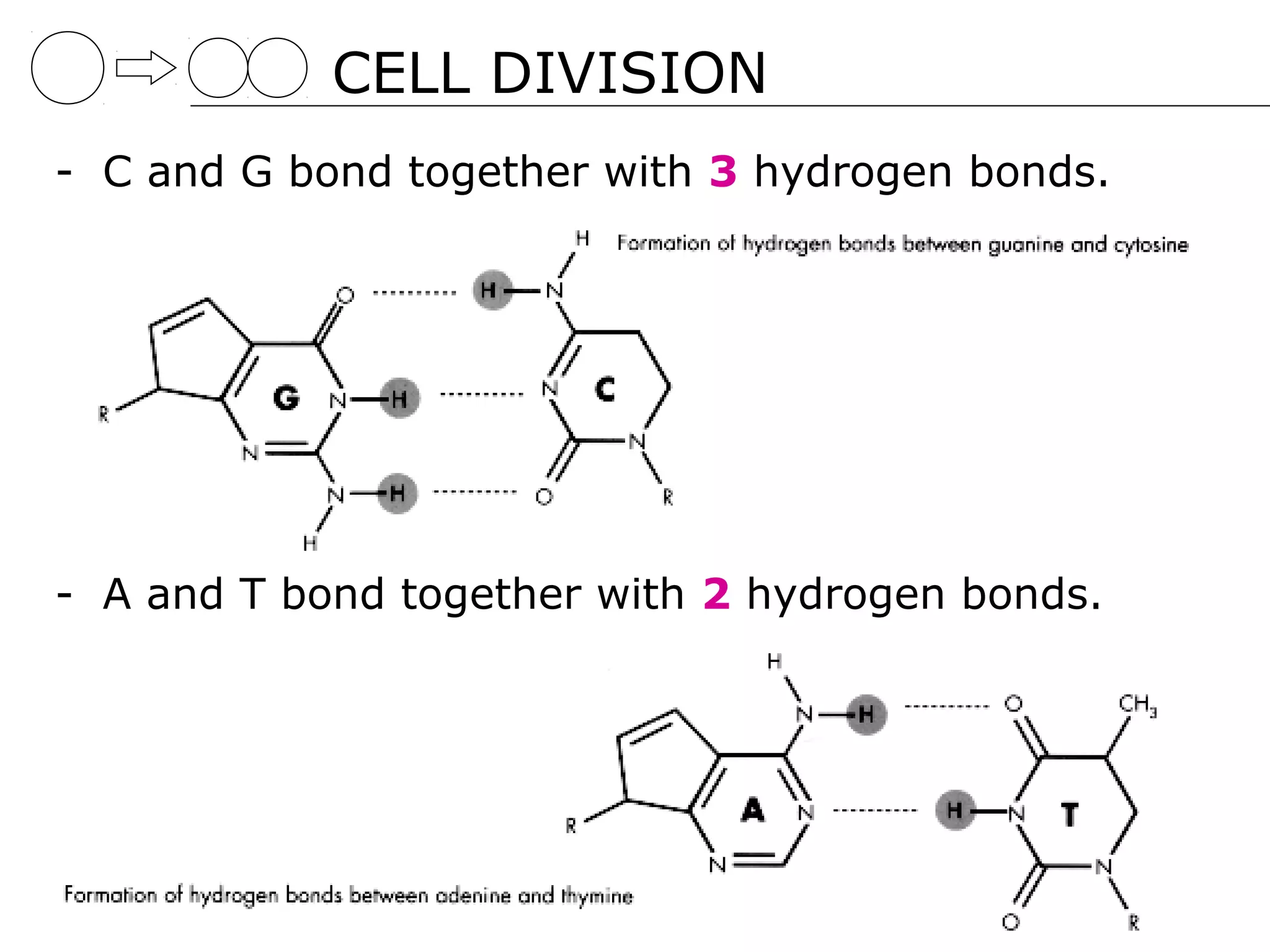CELL DIVISION
- C and G bond together with 3 hydrogen bonds.




- A and T bond together with 2 hydrogen bonds.
 