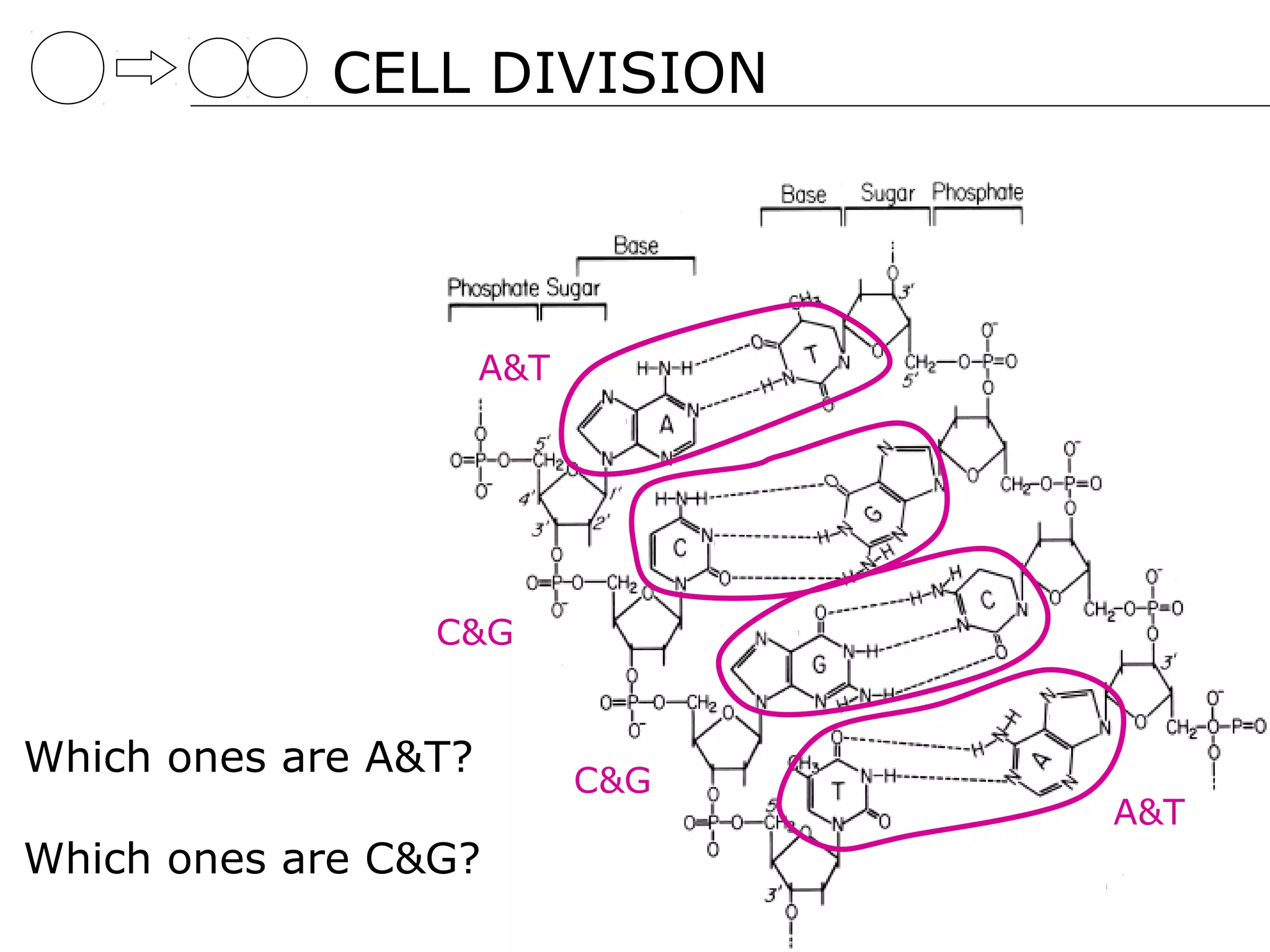 CELL DIVISION




                      A&T




                 C&G


Which ones are A&T?         C&G
                                  A&T
Which ones are C&G?
 