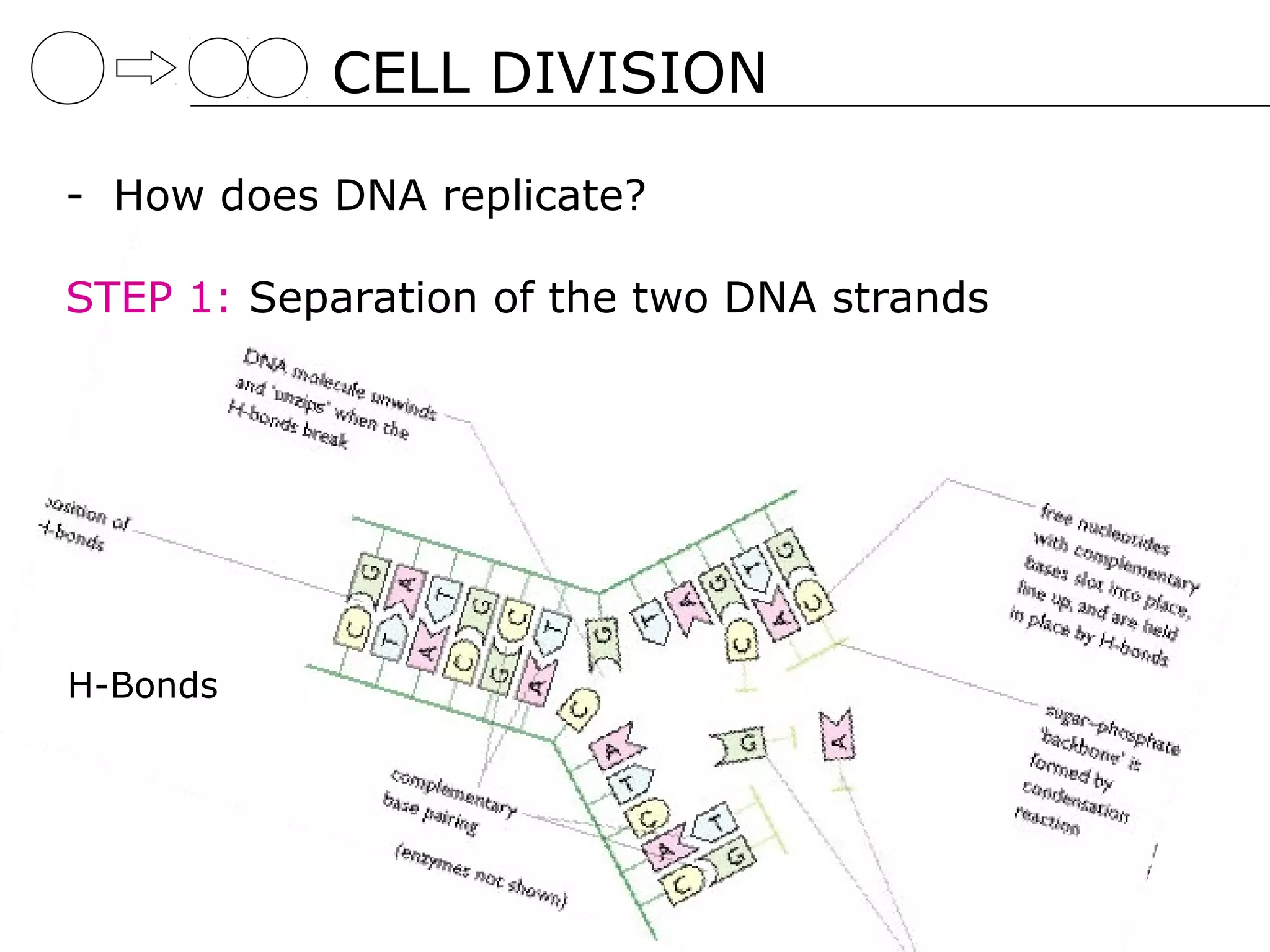 CELL DIVISION

- How does DNA replicate?

STEP 1: Separation of the two DNA strands




H-Bonds
 