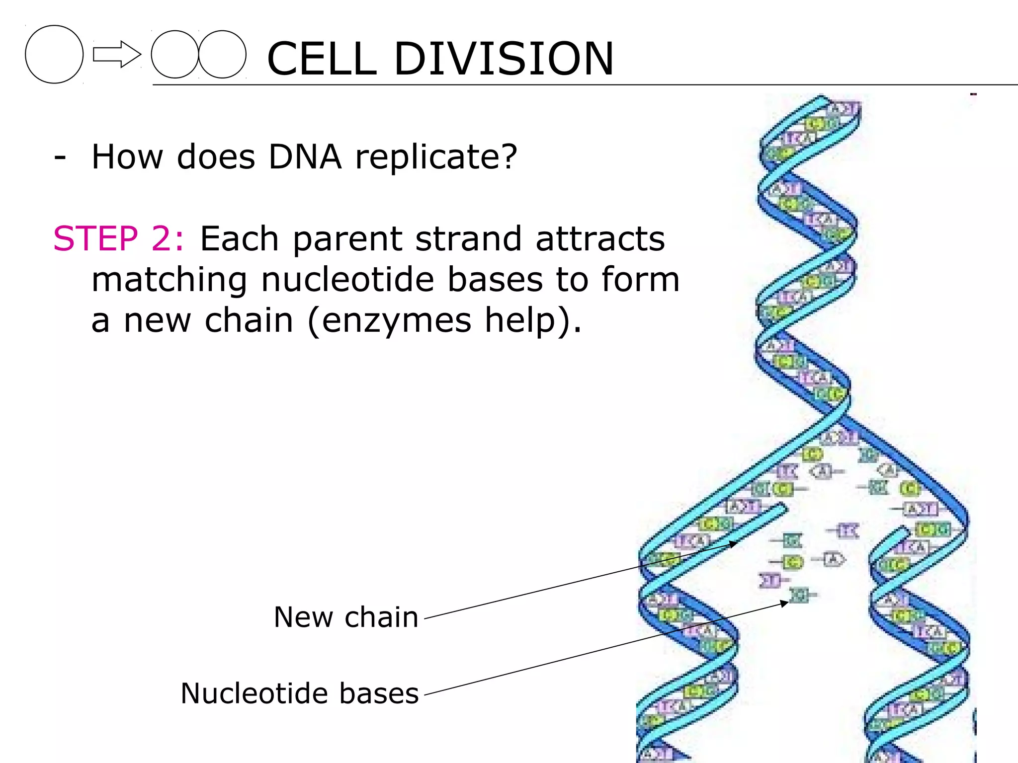 CELL DIVISION

- How does DNA replicate?

STEP 2: Each parent strand attracts
  matching nucleotide bases to form
  a new chain (enzymes help).




             New chain

       Nucleotide bases
 