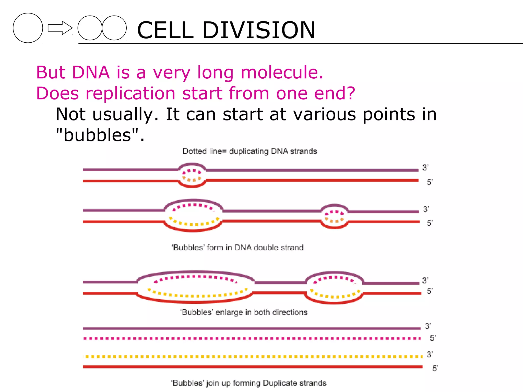 CELL DIVISION
But DNA is a very long molecule.
Does replication start from one end?
  Not usually. It can start at various points in
  "bubbles".
 