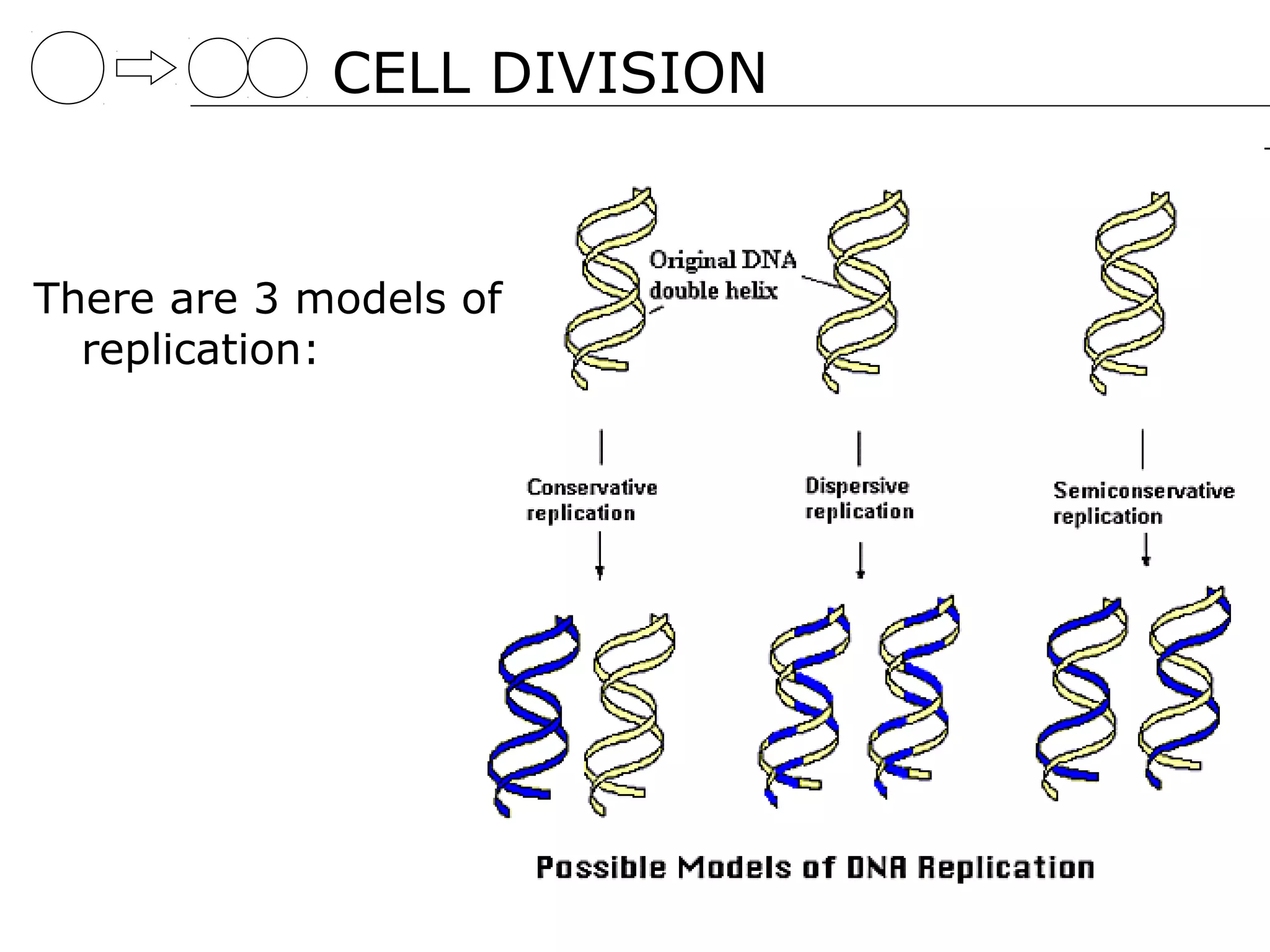 CELL DIVISION


There are 3 models of
  replication:
 