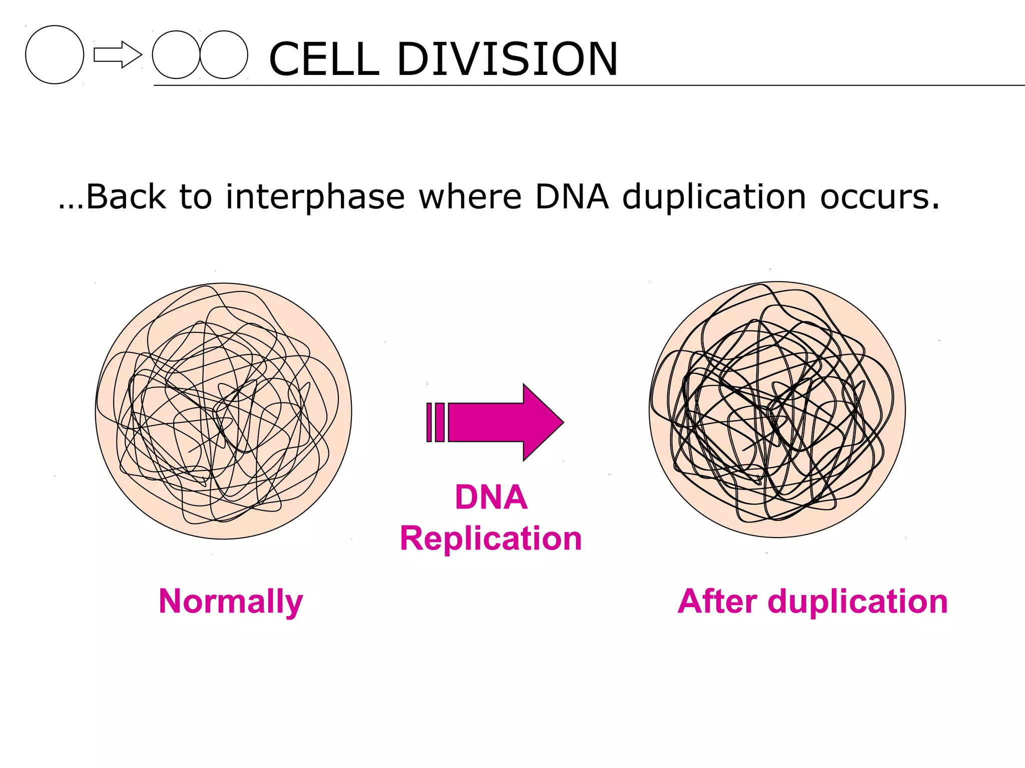 CELL DIVISION

…Back to interphase where DNA duplication occurs.




                     DNA
                  Replication
     Normally                     After duplication
 