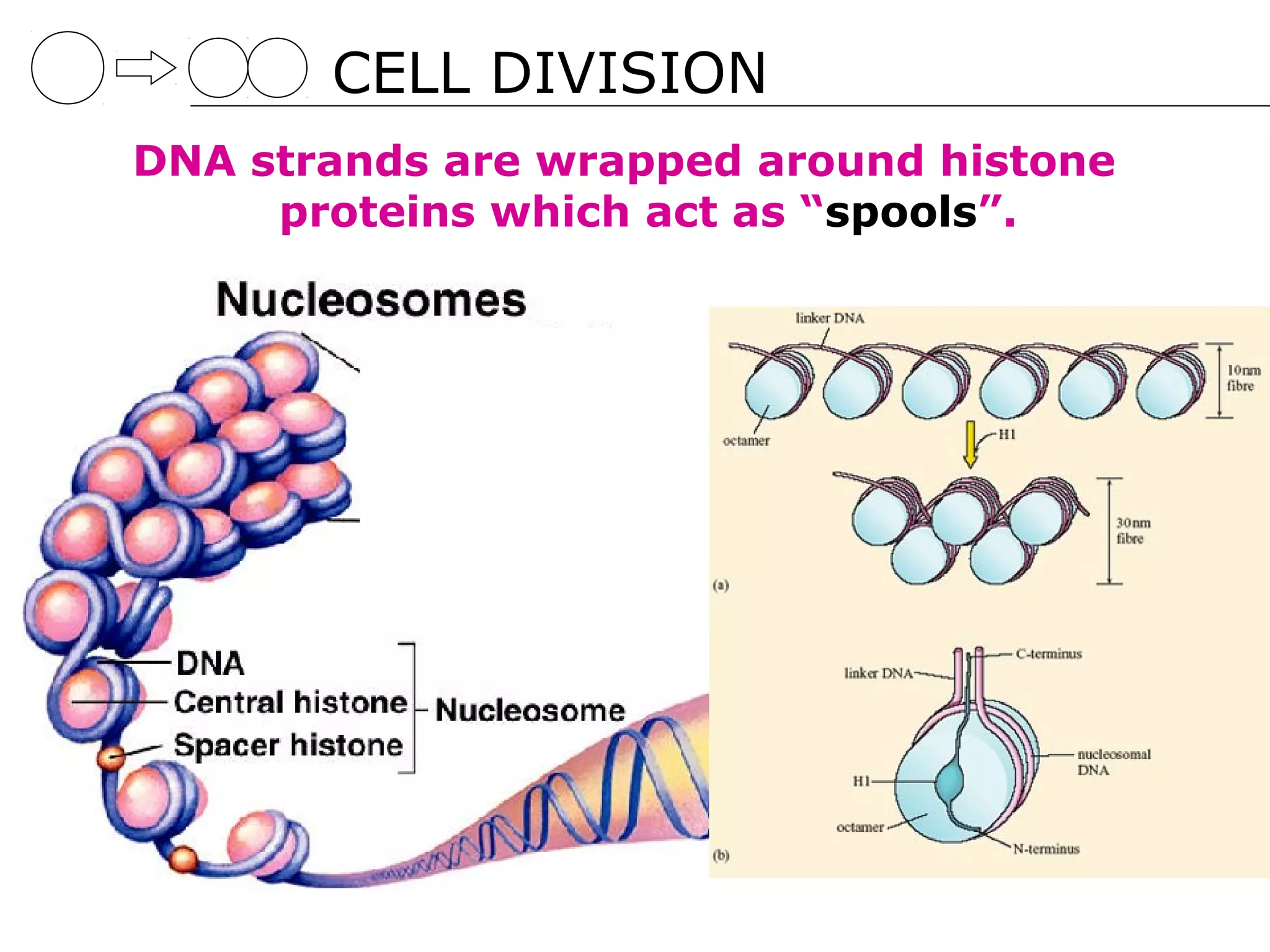 CELL DIVISION
DNA strands are wrapped around histone
     proteins which act as “spools”.
 