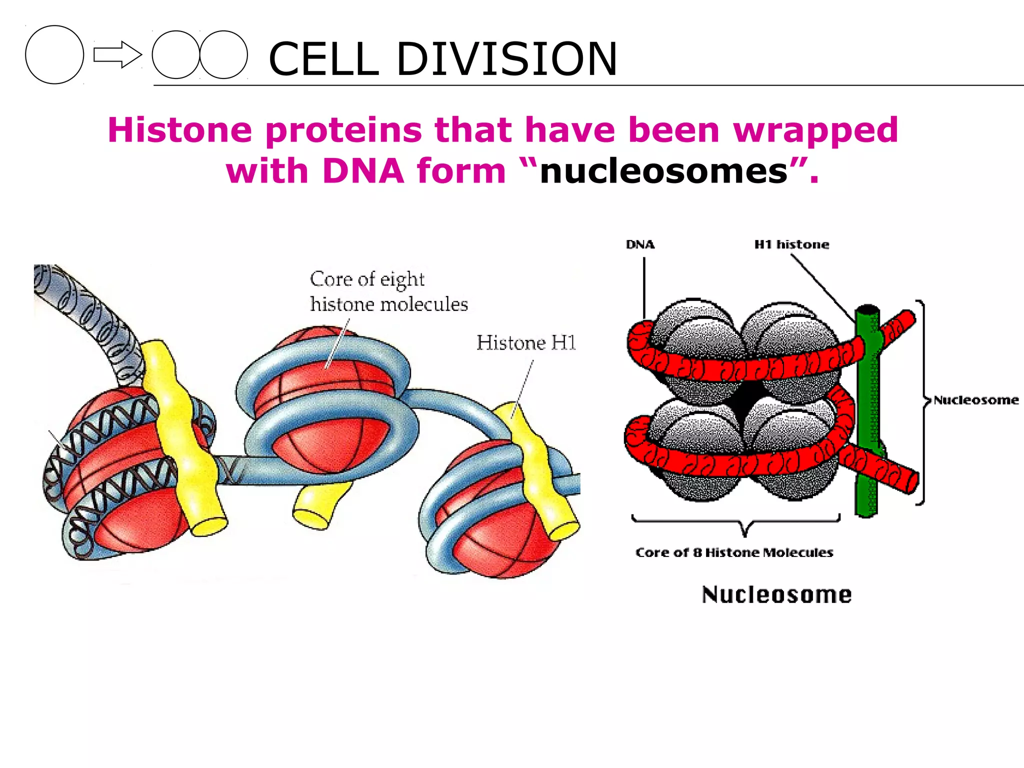 CELL DIVISION
Histone proteins that have been wrapped
      with DNA form “nucleosomes”.
 