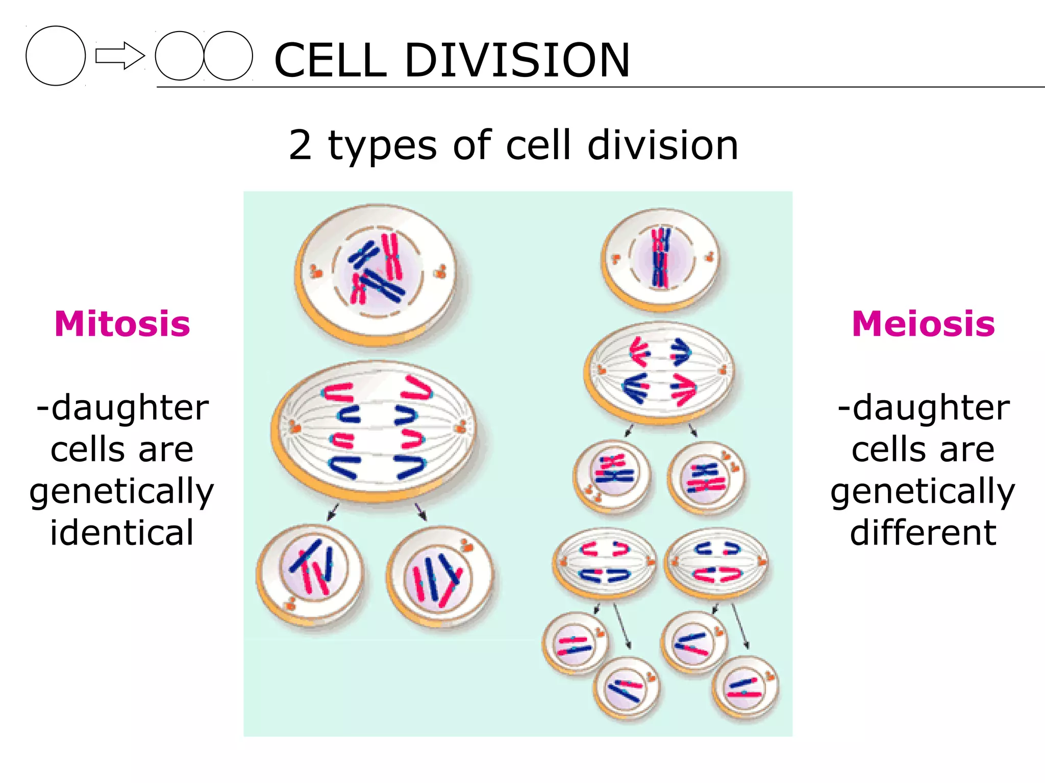 CELL DIVISION
              2 types of cell division



 Mitosis                                  Meiosis

-daughter                                -daughter
 cells are                                cells are
genetically                              genetically
 identical                                different
 