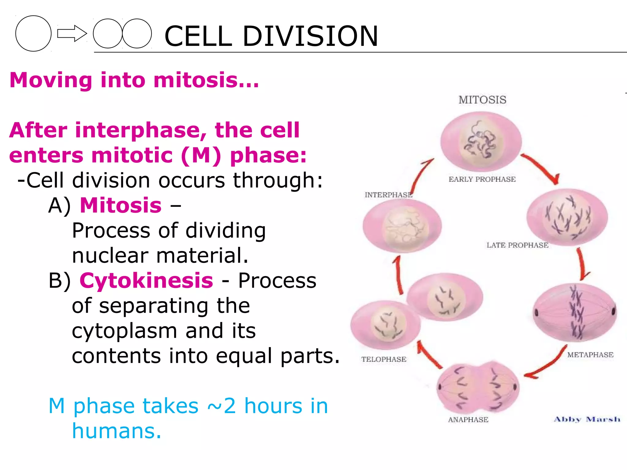 CELL DIVISION
Moving into mitosis…

After interphase, the cell
enters mitotic (M) phase:
 -Cell division occurs through:
    A) Mitosis –
       Process of dividing
       nuclear material.
    B) Cytokinesis - Process
       of separating the
       cytoplasm and its
       contents into equal parts.

   M phase takes ~2 hours in
     humans.
 