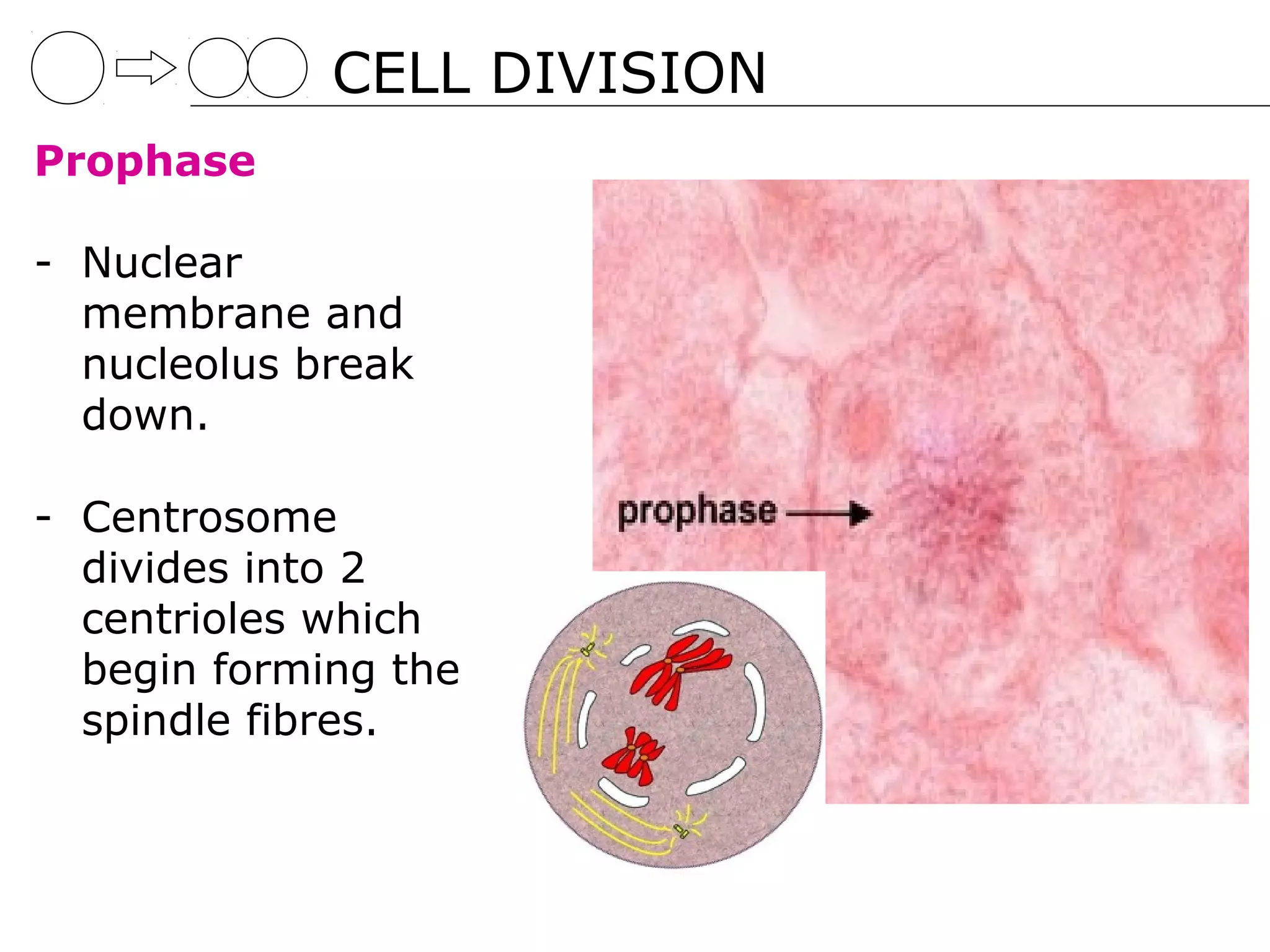 CELL DIVISION
Prophase

- Nuclear
  membrane and
  nucleolus break
  down.

- Centrosome
  divides into 2
  centrioles which
  begin forming the
  spindle fibres.
 