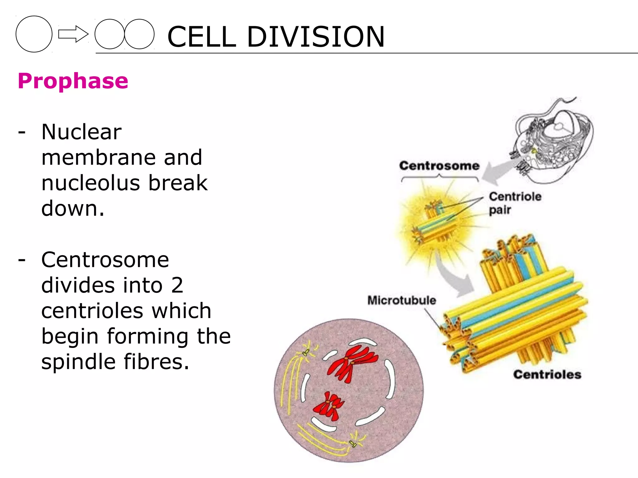 CELL DIVISION
Prophase

- Nuclear
  membrane and
  nucleolus break
  down.

- Centrosome
  divides into 2
  centrioles which
  begin forming the
  spindle fibres.
 