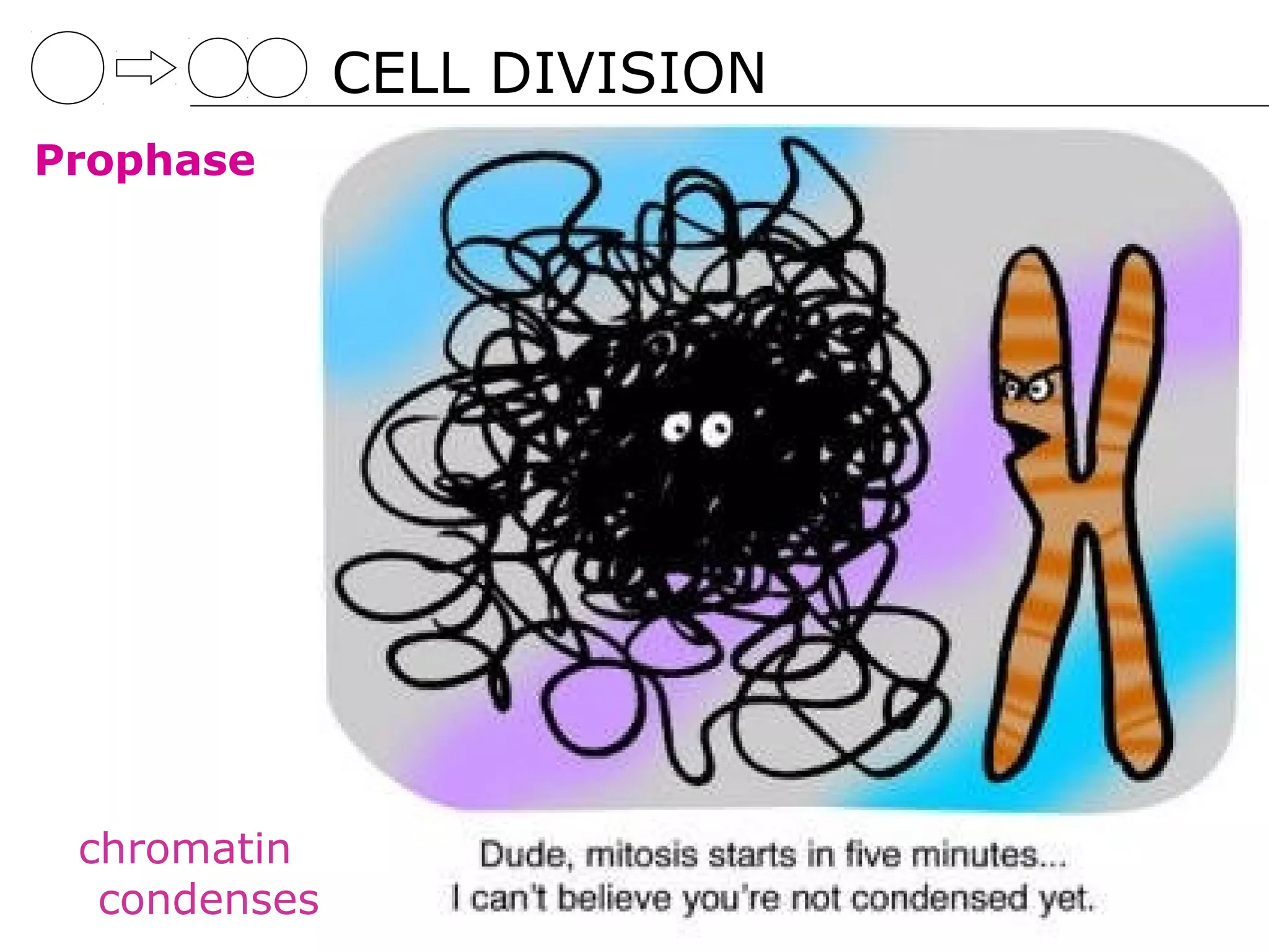 CELL DIVISION
Prophase




 chromatin
  condenses
 