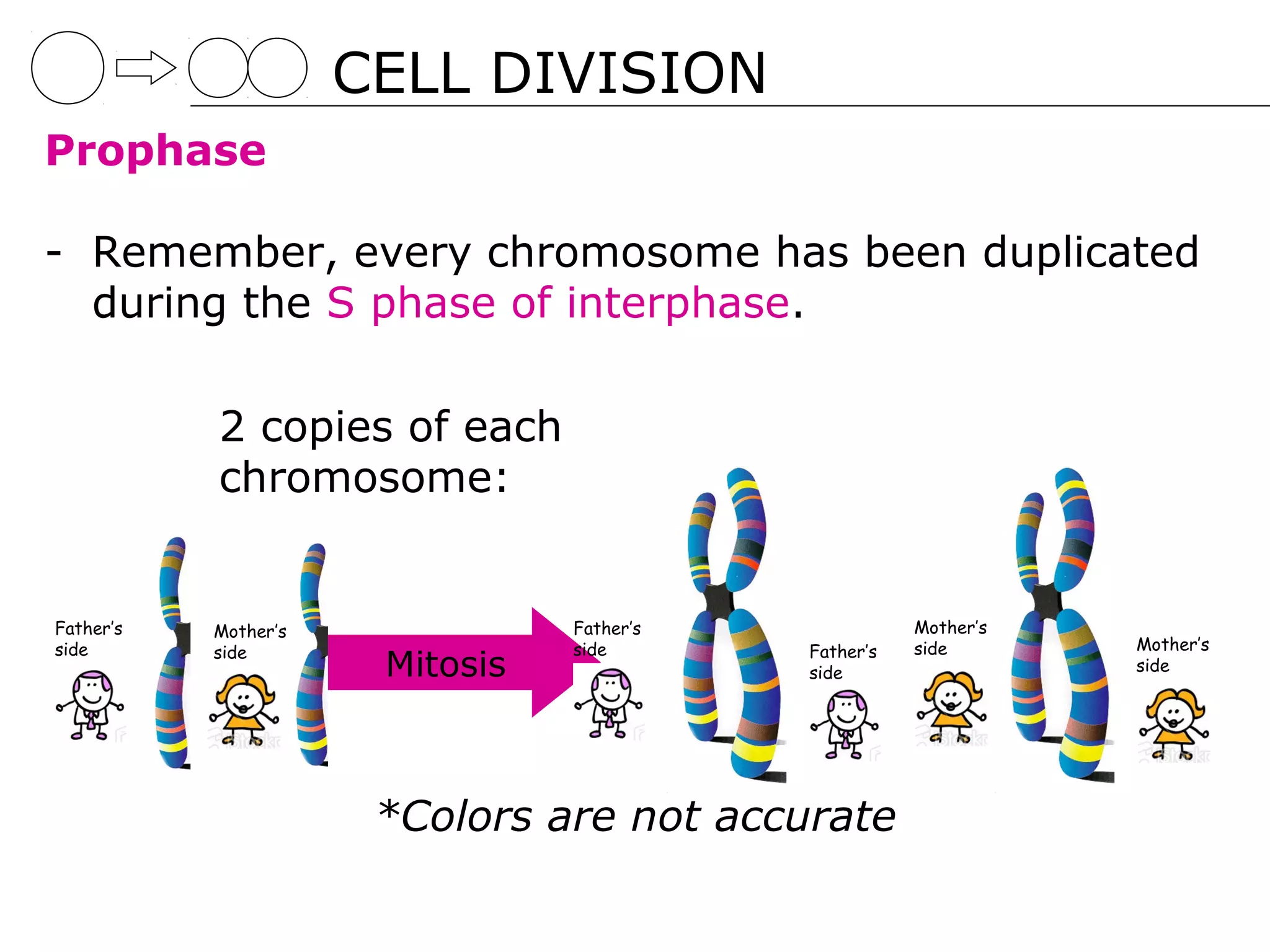 CELL DIVISION
Prophase

- Remember, every chromosome has been duplicated
  during the S phase of interphase.

           2 copies of each
           chromosome:


Father’s   Mother’s              Father’s              Mother’s
side       side                  side       Father’s   side       Mother’s
                       Mitosis              side                  side




                       *Colors are not accurate
 