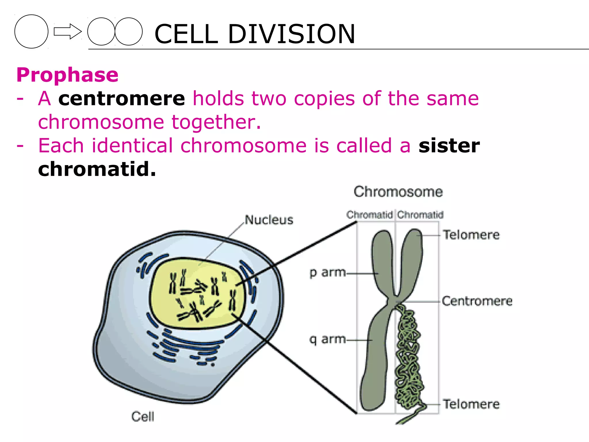 CELL DIVISION
Prophase
- A centromere holds two copies of the same
  chromosome together.
- Each identical chromosome is called a sister
  chromatid.
 