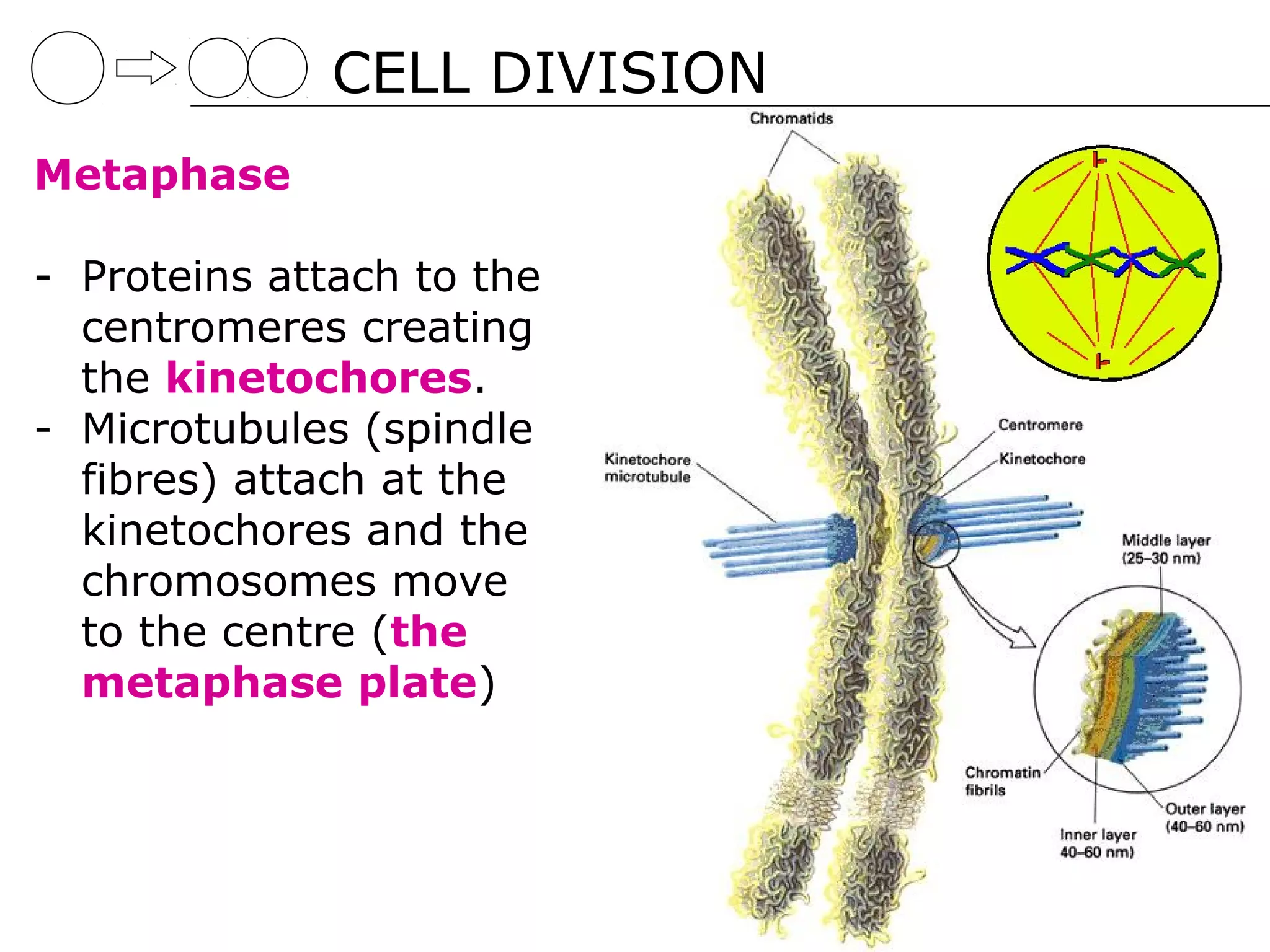 CELL DIVISION
Metaphase

- Proteins attach to the
  centromeres creating
  the kinetochores.
- Microtubules (spindle
  fibres) attach at the
  kinetochores and the
  chromosomes move
  to the centre (the
  metaphase plate)
 