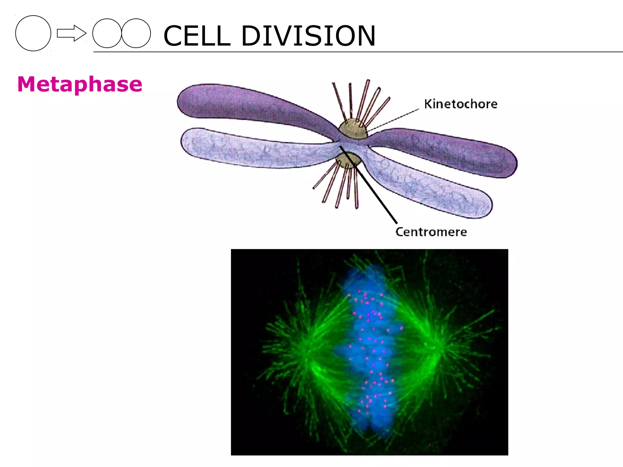CELL DIVISION
Metaphase
 