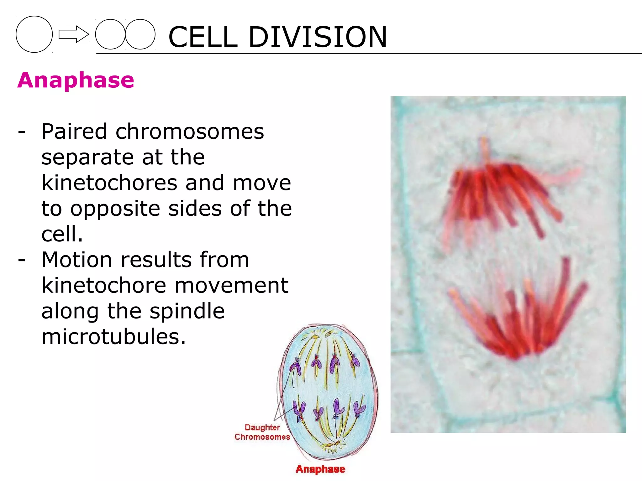 CELL DIVISION
Anaphase

- Paired chromosomes
  separate at the
  kinetochores and move
  to opposite sides of the
  cell.
- Motion results from
  kinetochore movement
  along the spindle
  microtubules.
 