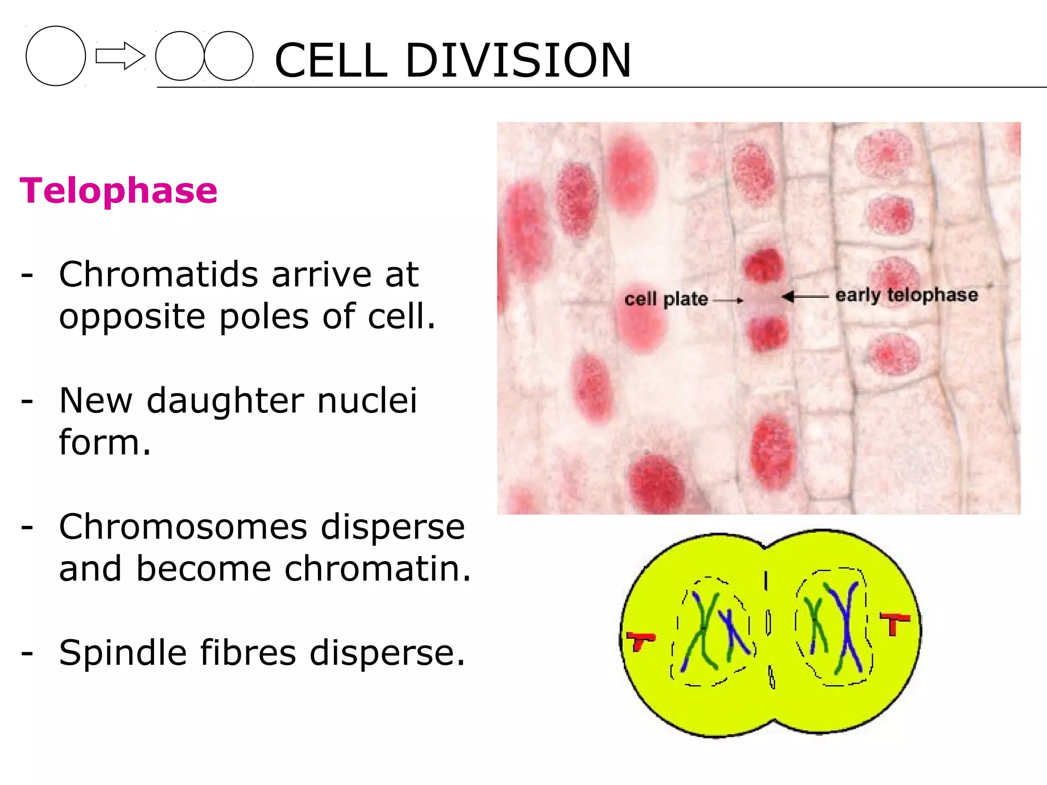 CELL DIVISION

Telophase

- Chromatids arrive at
  opposite poles of cell.

- New daughter nuclei
  form.

- Chromosomes disperse
  and become chromatin.

- Spindle fibres disperse.
 