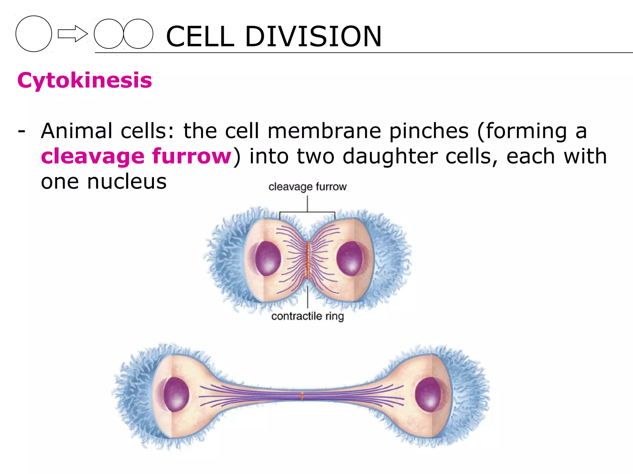 CELL DIVISION
Cytokinesis

- Animal cells: the cell membrane pinches (forming a
  cleavage furrow) into two daughter cells, each with
  one nucleus
 