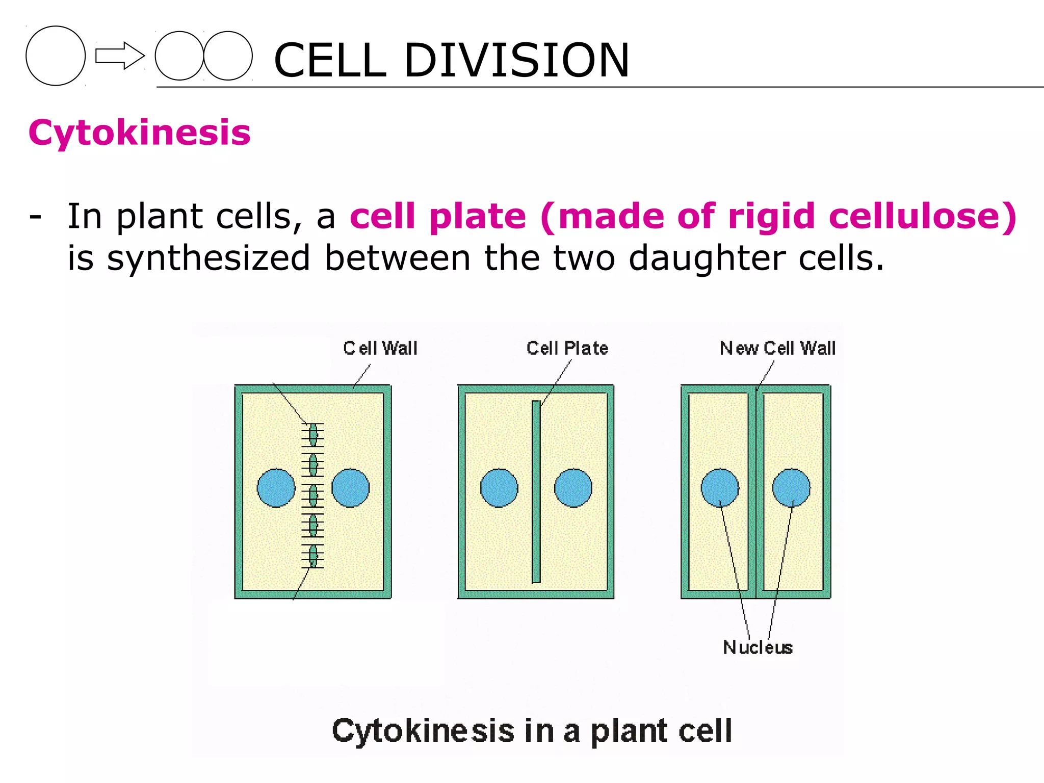 CELL DIVISION
Cytokinesis

- In plant cells, a cell plate (made of rigid cellulose)
  is synthesized between the two daughter cells.
 