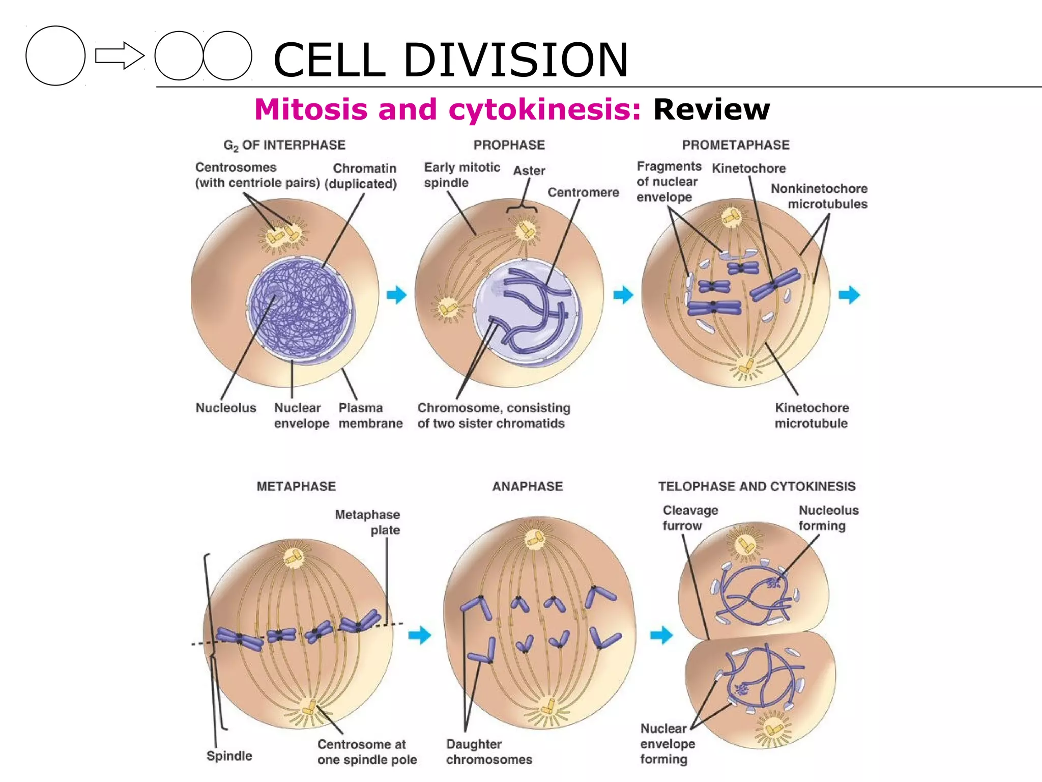 CELL DIVISION
Mitosis and cytokinesis: Review
 