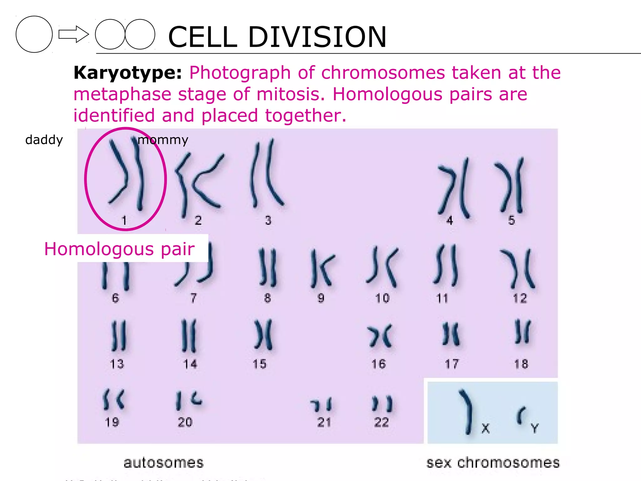 CELL DIVISION
        Karyotype: Photograph of chromosomes taken at the
        metaphase stage of mitosis. Homologous pairs are
        identified and placed together.
daddy         mommy




  Homologous pair
 