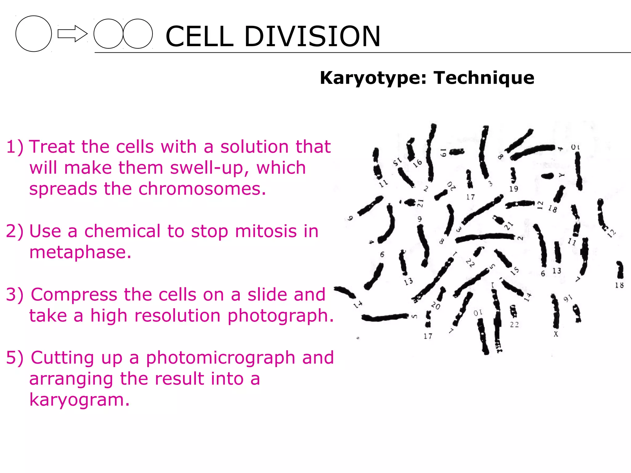 CELL DIVISION
                                       Karyotype: Technique


1) Treat the cells with a solution that
   will make them swell-up, which
   spreads the chromosomes.

2) Use a chemical to stop mitosis in
   metaphase.

3) Compress the cells on a slide and
   take a high resolution photograph.

5) Cutting up a photomicrograph and
   arranging the result into a
   karyogram.
 