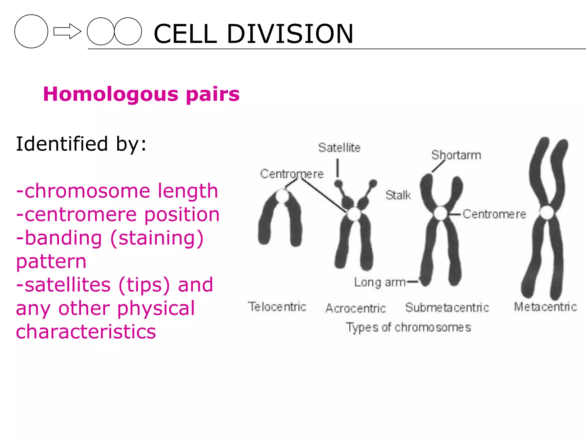 CELL DIVISION

  Homologous pairs

Identified by:

-chromosome length
-centromere position
-banding (staining)
pattern
-satellites (tips) and
any other physical
characteristics
 