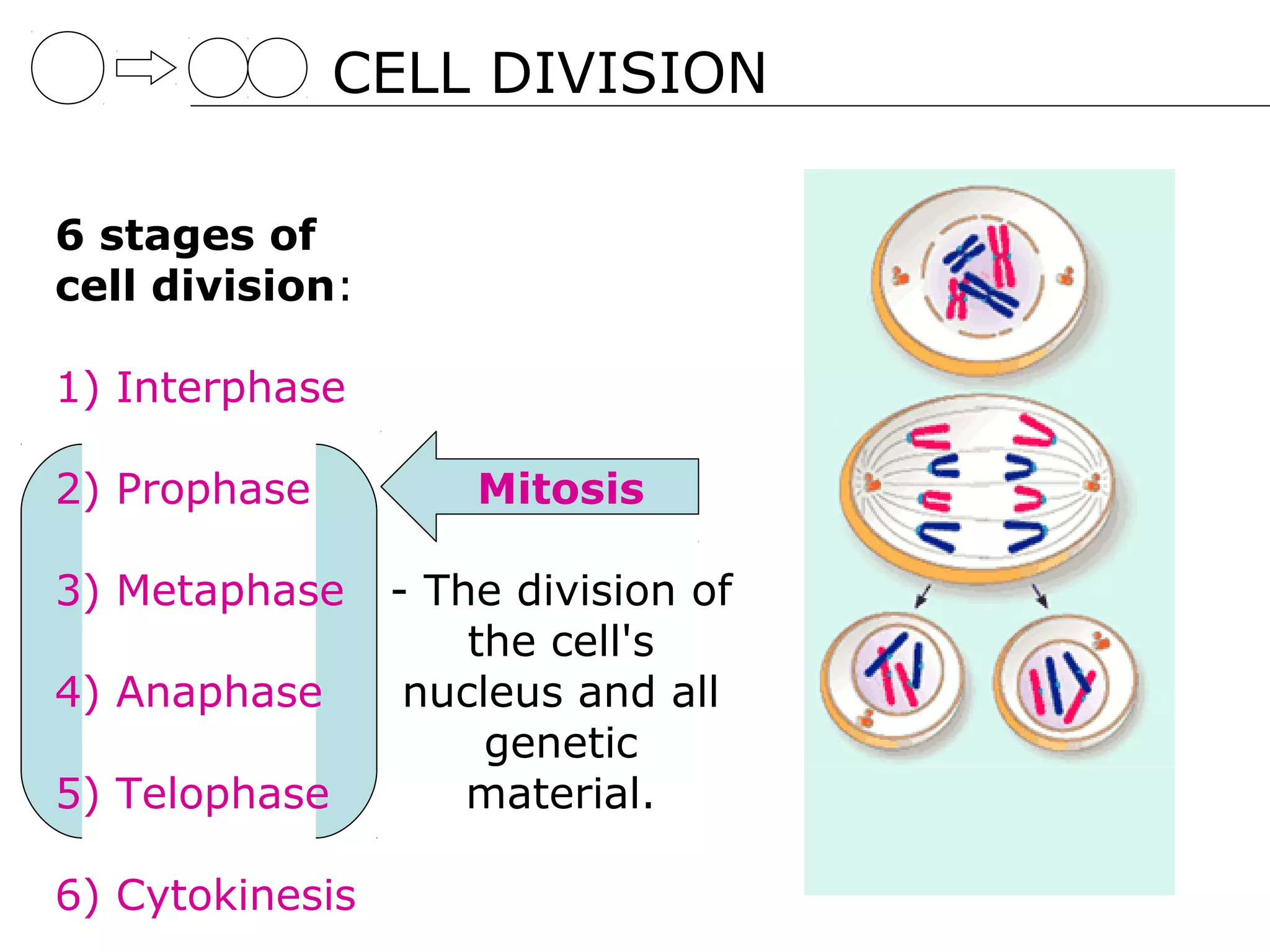 CELL DIVISION

6 stages of
cell division:

1) Interphase

2) Prophase          Mitosis

3) Metaphase     - The division of
                     the cell's
4) Anaphase       nucleus and all
                      genetic
5) Telophase         material.

6) Cytokinesis
 