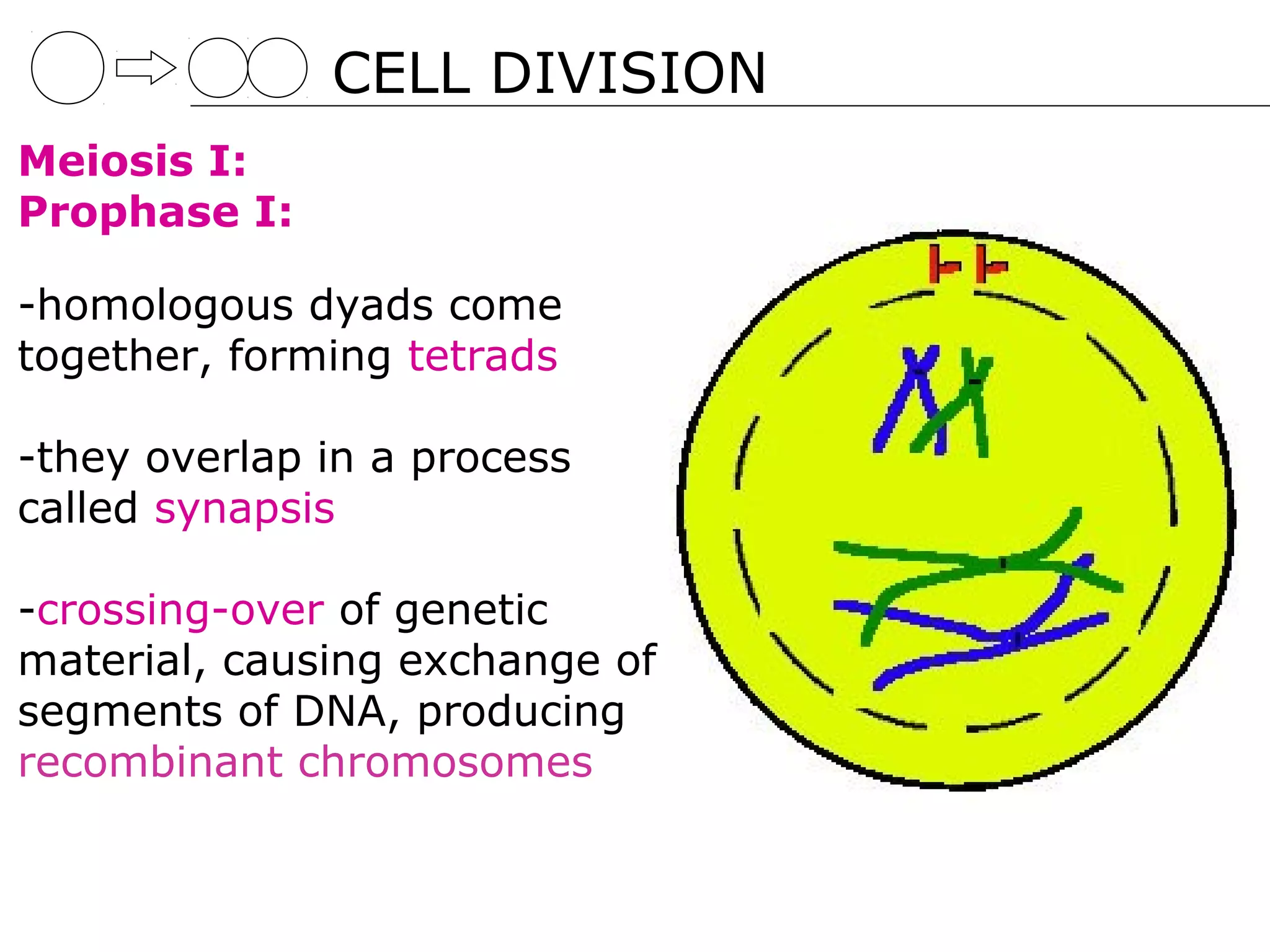 CELL DIVISION
Meiosis I:
Prophase I:

-homologous dyads come
together, forming tetrads

-they overlap in a process
called synapsis

-crossing-over of genetic
material, causing exchange of
segments of DNA, producing
recombinant chromosomes
 