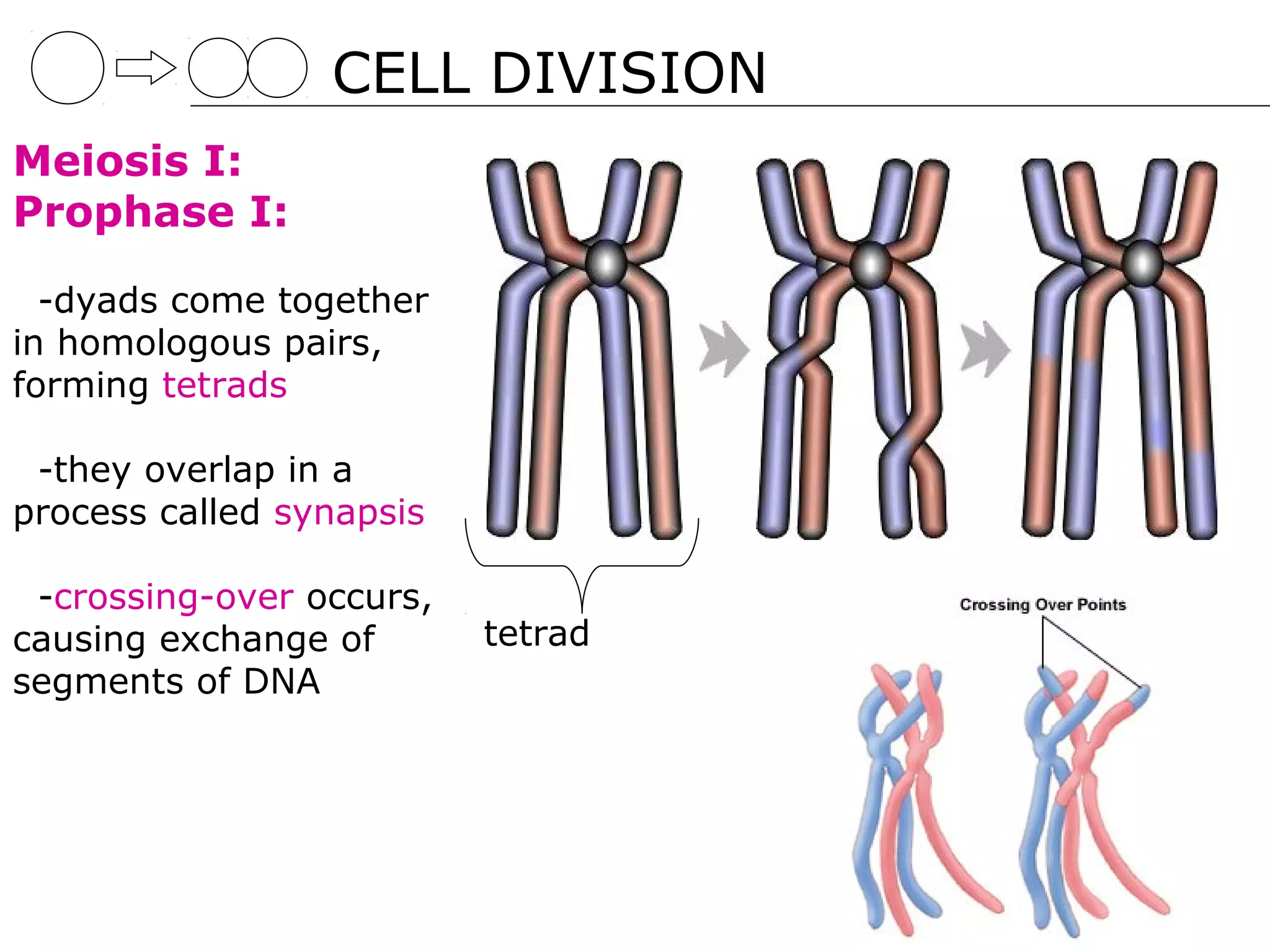 CELL DIVISION
Meiosis I:
Prophase I:

  -dyads come together
in homologous pairs,
forming tetrads

 -they overlap in a
process called synapsis

 -crossing-over occurs,
causing exchange of       tetrad
segments of DNA
 