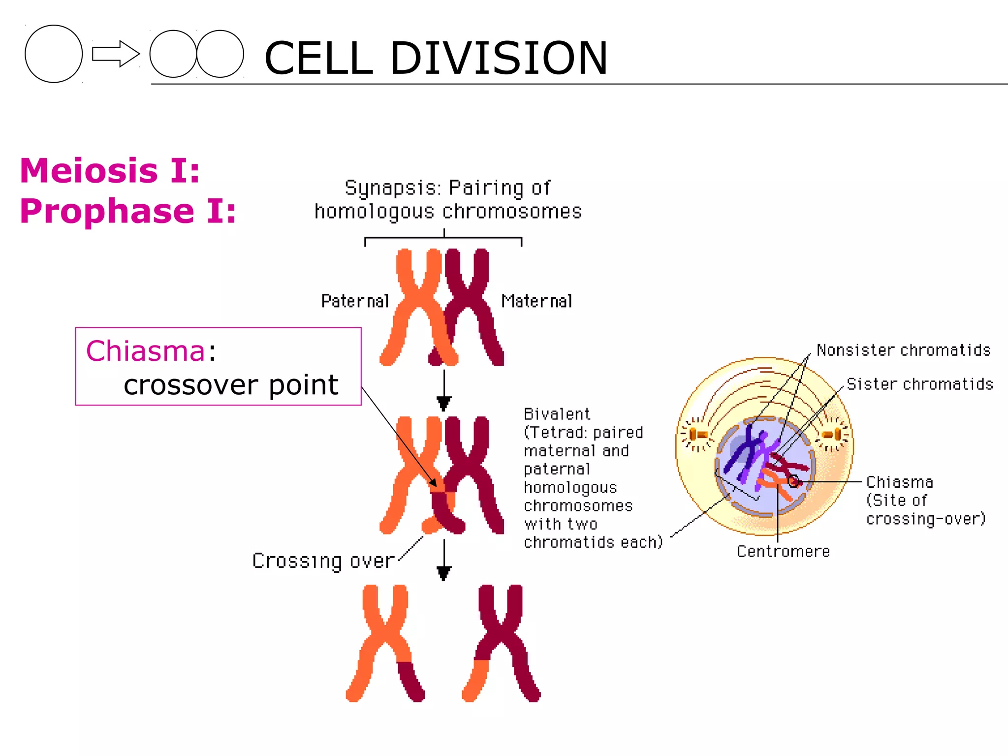 CELL DIVISION

Meiosis I:
Prophase I:



   Chiasma:
     crossover point
 