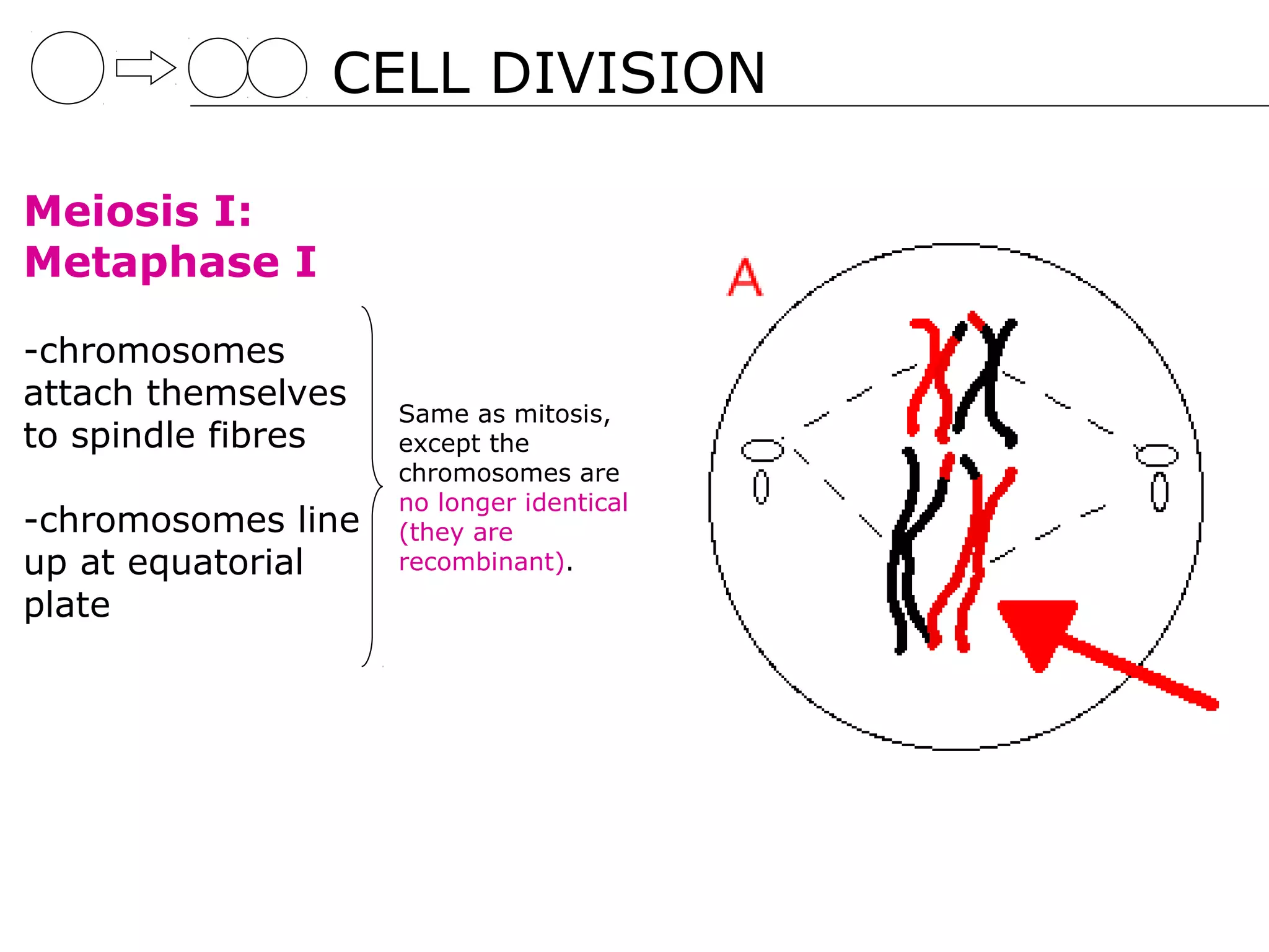 CELL DIVISION

Meiosis I:
Metaphase I

-chromosomes
attach themselves   Same as mitosis,
to spindle fibres   except the
                    chromosomes are
                    no longer identical
-chromosomes line   (they are
up at equatorial    recombinant).
plate
 