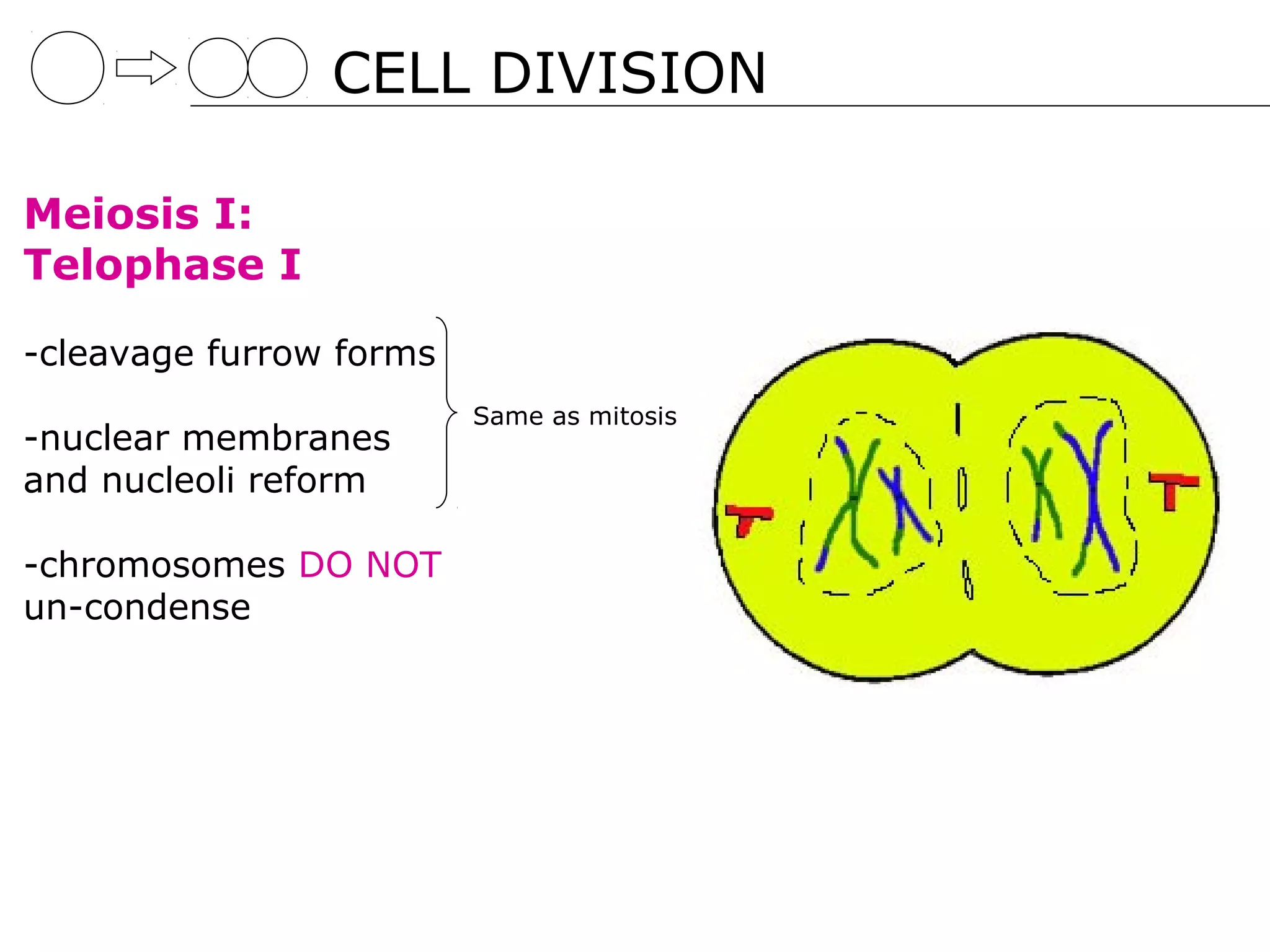 CELL DIVISION

Meiosis I:
Telophase I

-cleavage furrow forms
                         Same as mitosis
-nuclear membranes
and nucleoli reform

-chromosomes DO NOT
un-condense
 