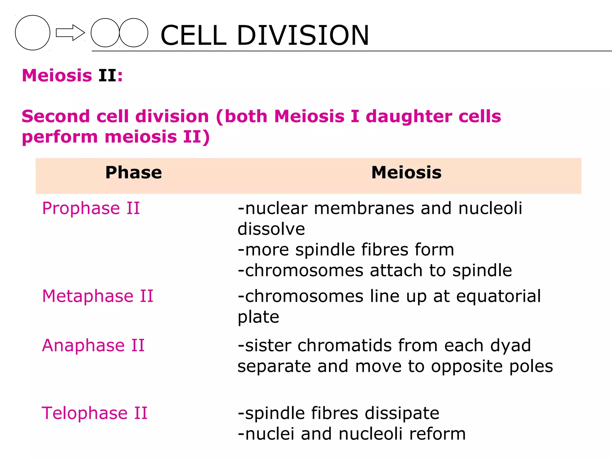 CELL DIVISION
Meiosis II:

Second cell division (both Meiosis I daughter cells
perform meiosis II)

         Phase                       Meiosis

  Prophase II         -nuclear membranes and nucleoli
                      dissolve
                      -more spindle fibres form
                      -chromosomes attach to spindle
  Metaphase II        -chromosomes line up at equatorial
                      plate
  Anaphase II         -sister chromatids from each dyad
                      separate and move to opposite poles

  Telophase II        -spindle fibres dissipate
                      -nuclei and nucleoli reform
 