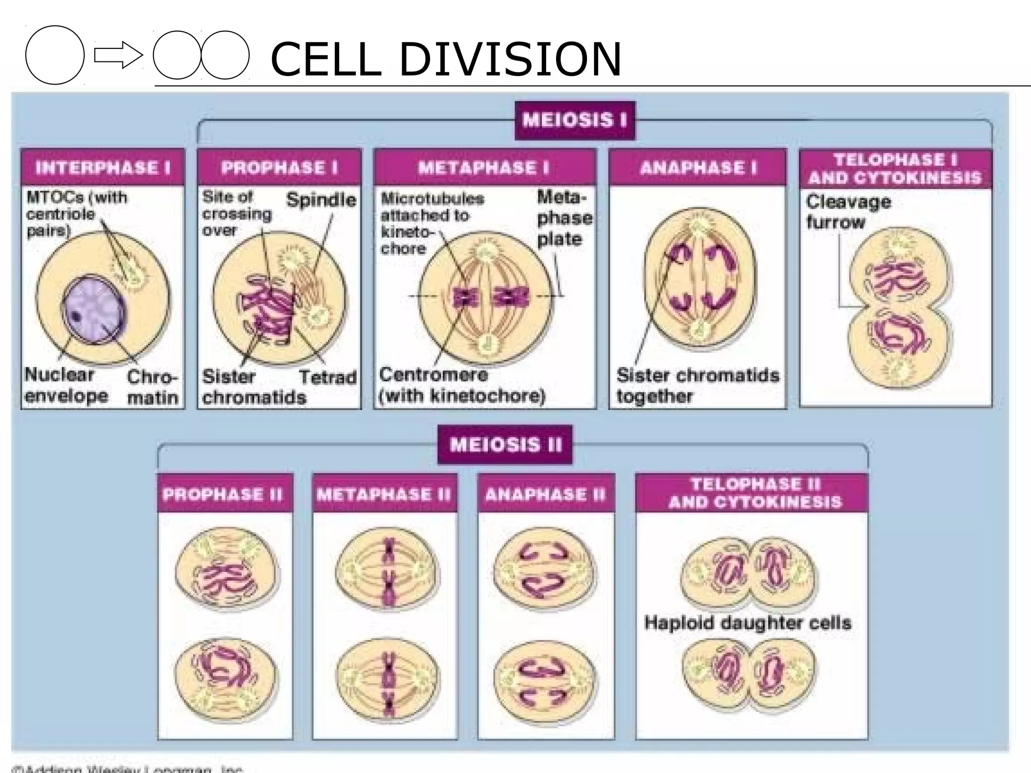 CELL DIVISION
 