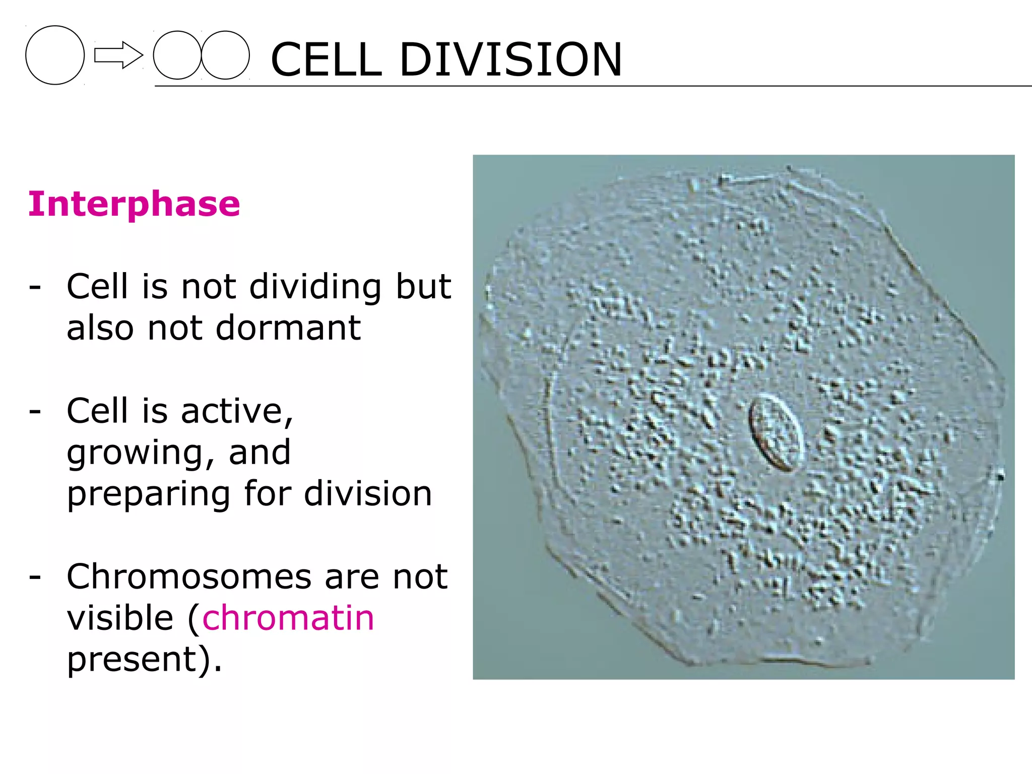 CELL DIVISION


Interphase

- Cell is not dividing but
  also not dormant

- Cell is active,
  growing, and
  preparing for division

- Chromosomes are not
  visible (chromatin
  present).
 