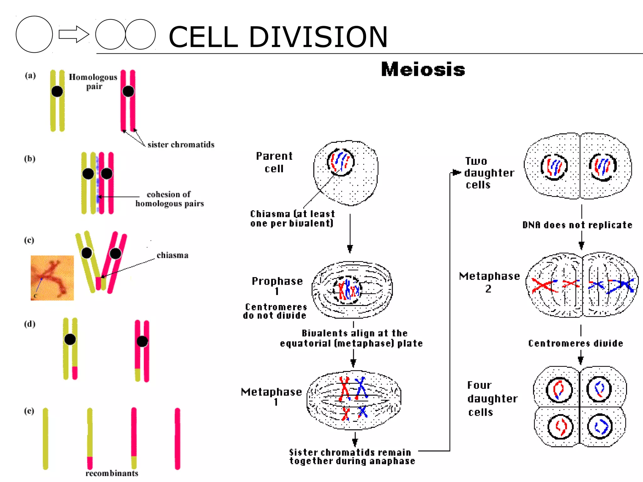 CELL DIVISION
 