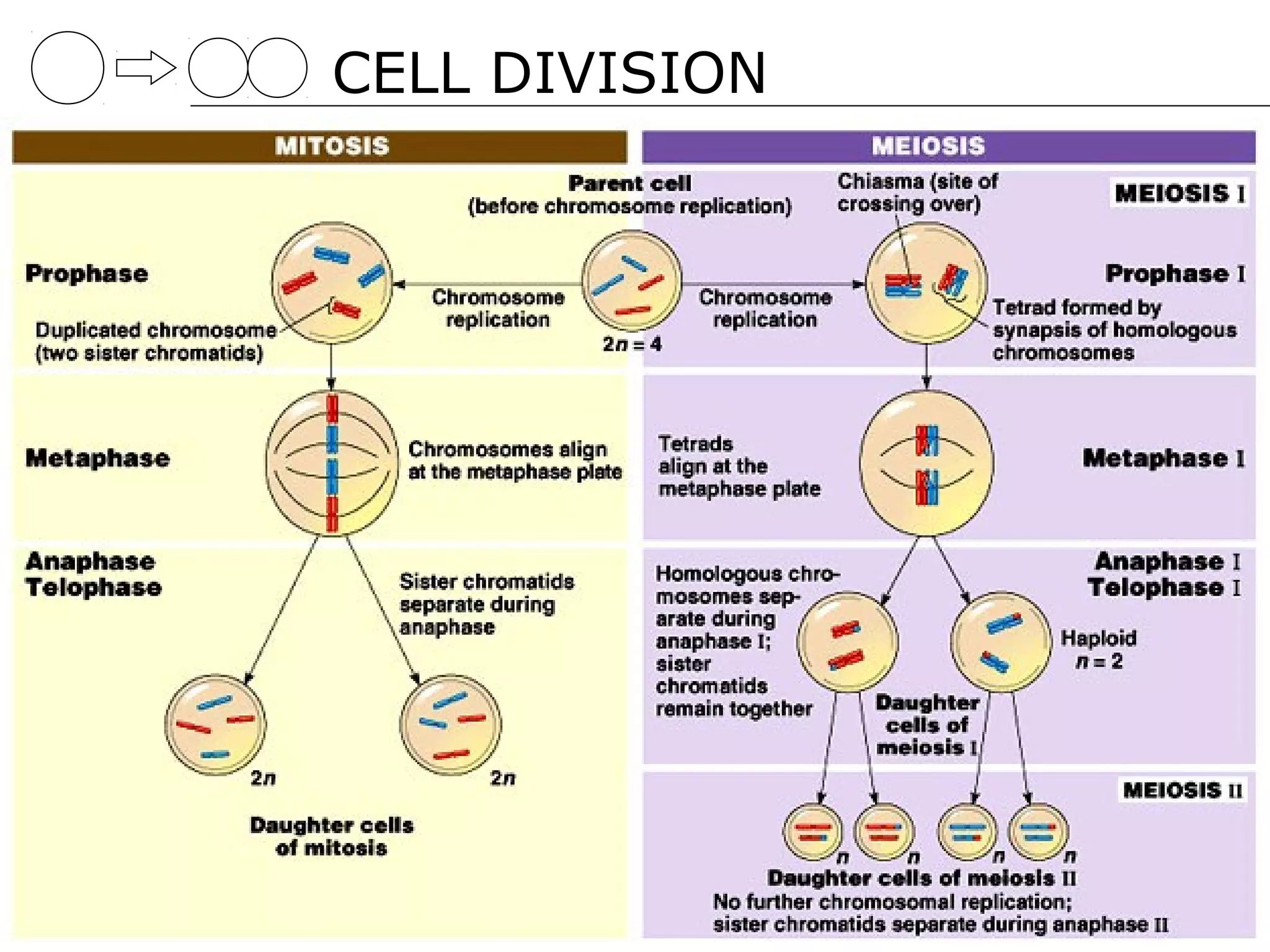 CELL DIVISION
 