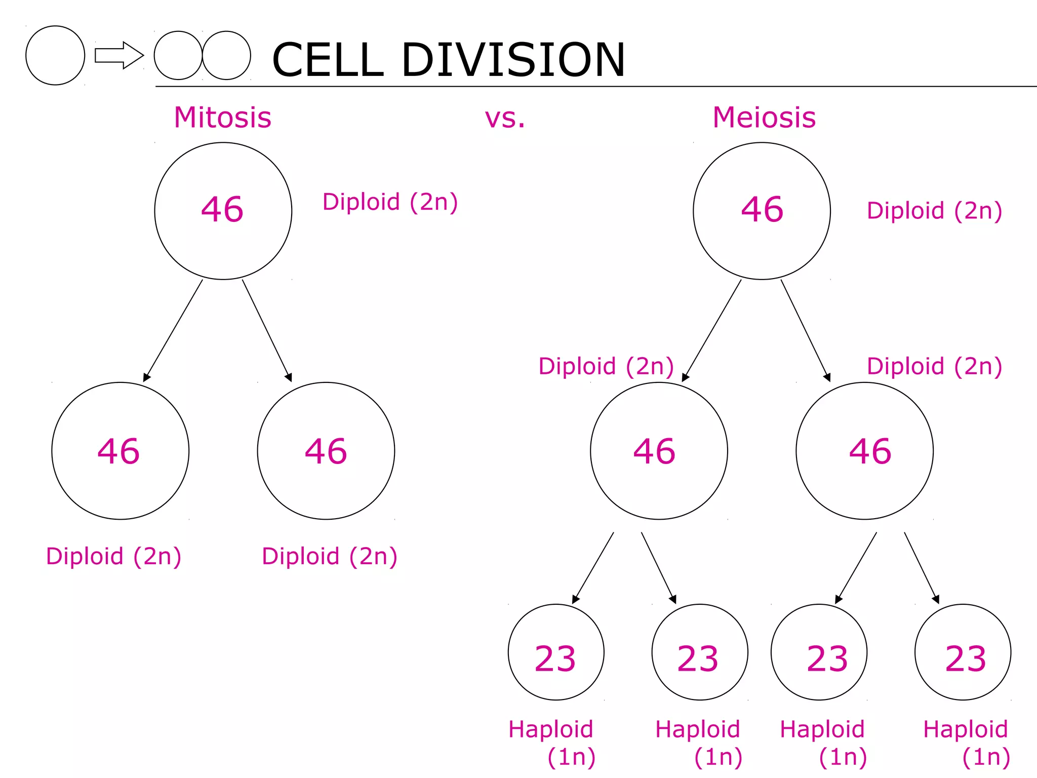 CELL DIVISION
           Mitosis                      vs.                   Meiosis

                         Diploid (2n)
               46                                                 46        Diploid (2n)




                                              Diploid (2n)                  Diploid (2n)


    46                 46                             46                46

Diploid (2n)        Diploid (2n)



                                              23             23        23         23
                                         Haploid        Haploid    Haploid      Haploid
                                            (1n)           (1n)       (1n)         (1n)
 