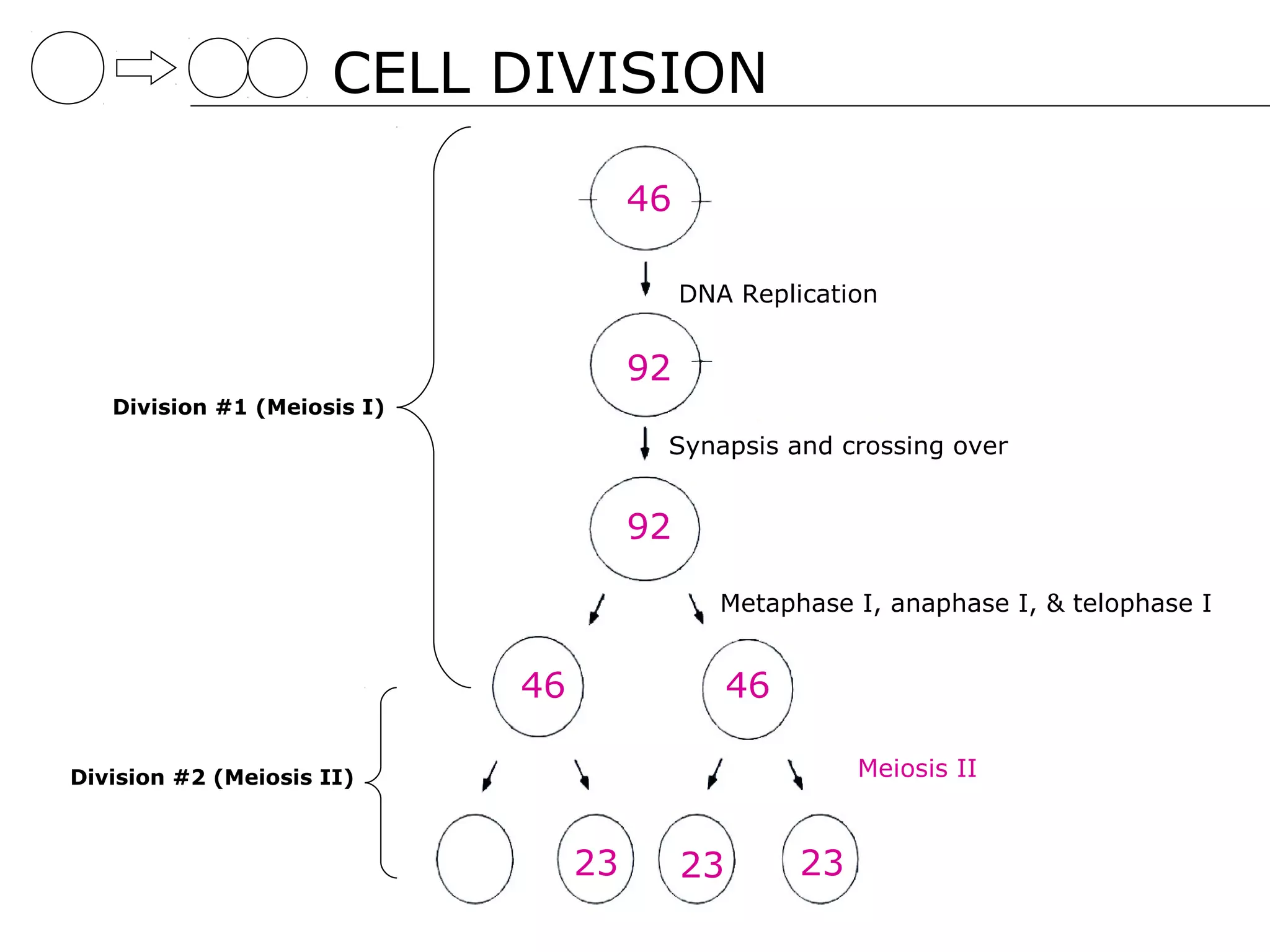 CELL DIVISION
                             Maternal Chromosome A                       Paternal Chromosome A

                                                          46
                                                                  DNA Replication
                                                                 DNA Replication

                                                          92
                                                          92
                                                                         Sister chromatids


   Division #1 (Meiosis I)
                                                               Synapsis and crossing over
                                                               Synapsis and crossing over




                                                          92
                                                          92
                                                                         Metaphase I, anaphase I, & telophase I
                                                                        Metaphase I, anaphase I, & telophase I

                                              46                         46
                                              46                         46

Division #2 (Meiosis II)                                                                        Meiosis II


                                     23
                                                     23
                                                     23          23
                                                                 23                   23
                                                                                      23
 