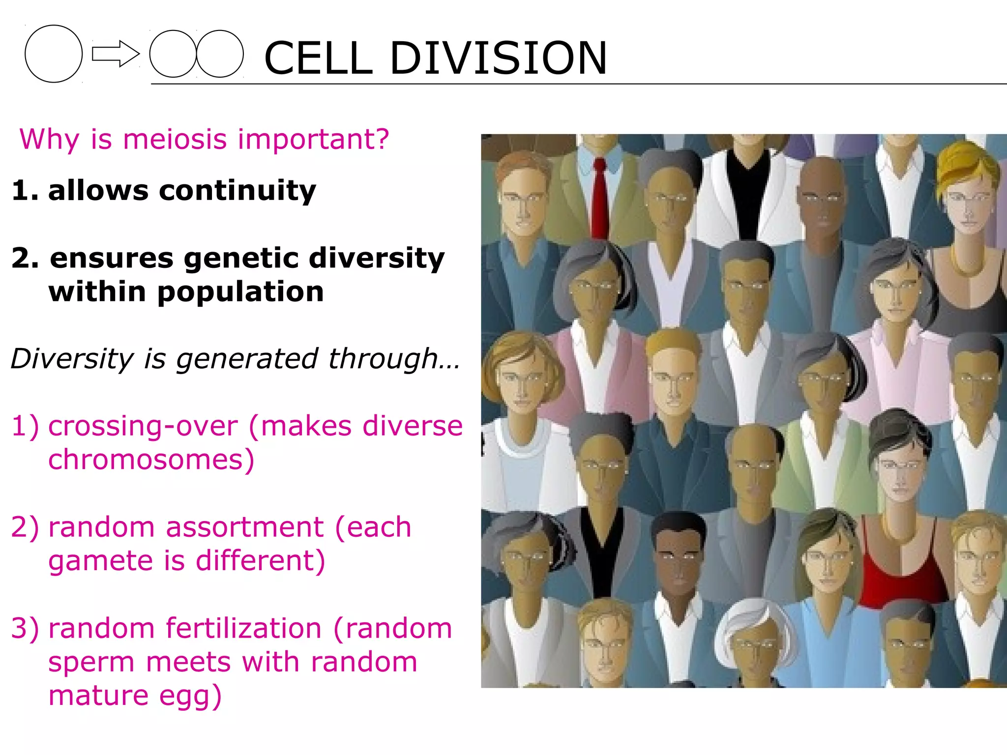 CELL DIVISION
Why is meiosis important?
1. allows continuity

2. ensures genetic diversity
   within population

Diversity is generated through…

1) crossing-over (makes diverse
   chromosomes)

2) random assortment (each
   gamete is different)

3) random fertilization (random
   sperm meets with random
   mature egg)
 
