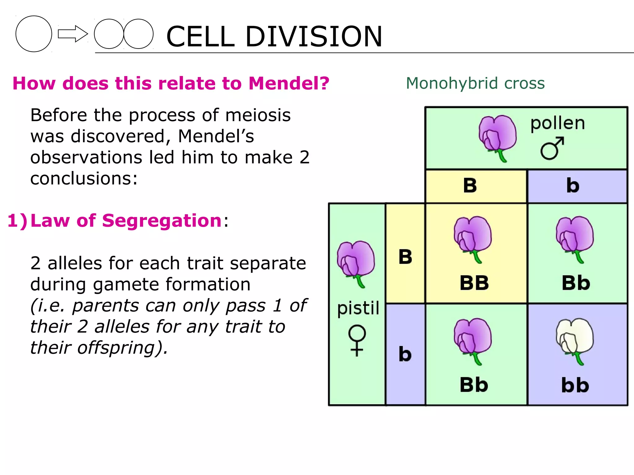 CELL DIVISION
How does this relate to Mendel?       Monohybrid cross

  Before the process of meiosis
  was discovered, Mendel’s
  observations led him to make 2
  conclusions:

1)Law of Segregation:

  2 alleles for each trait separate
  during gamete formation
  (i.e. parents can only pass 1 of
  their 2 alleles for any trait to
  their offspring).
 