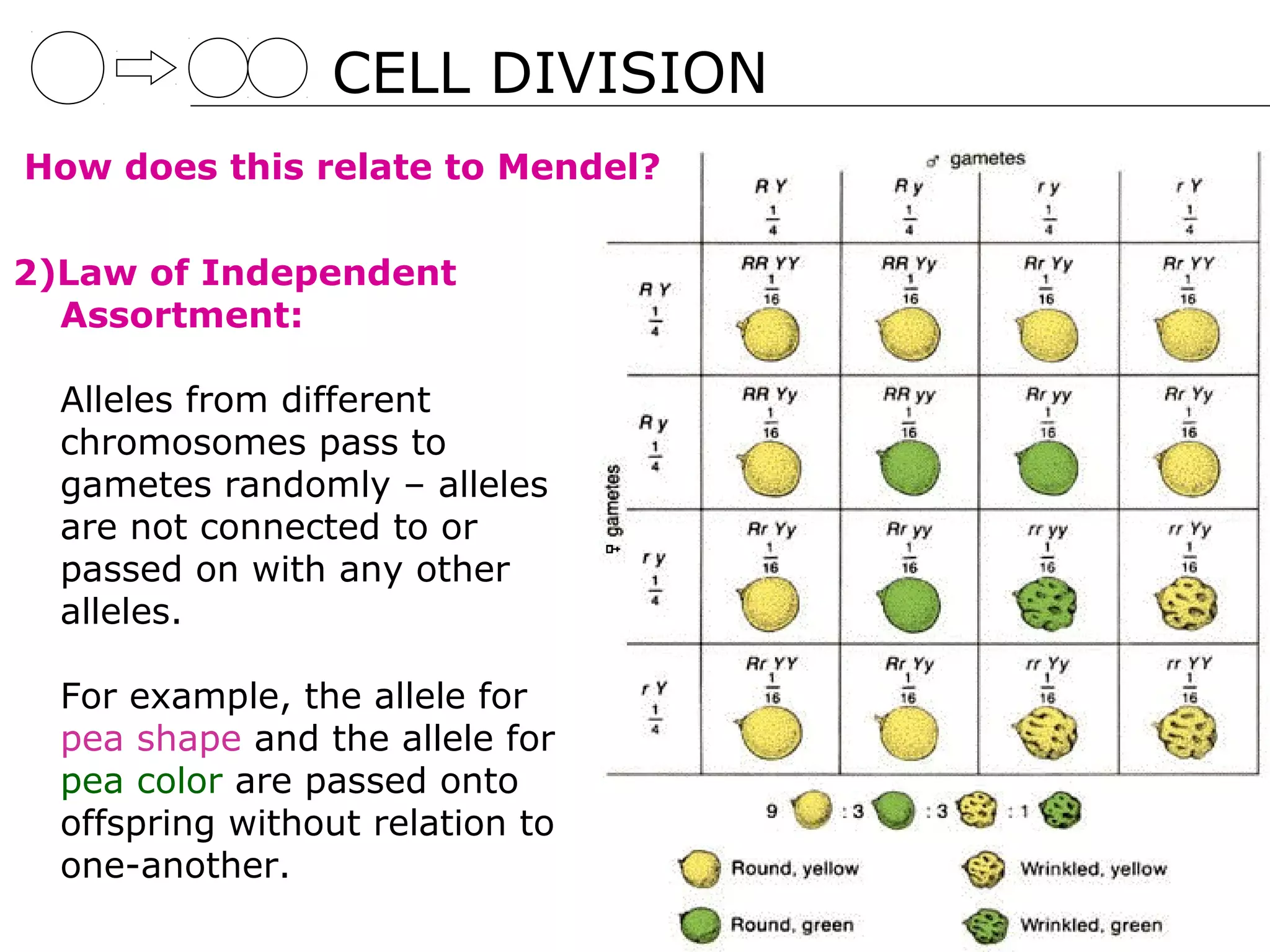CELL DIVISION
How does this relate to Mendel?


2)Law of Independent
  Assortment:

  Alleles from different
  chromosomes pass to
  gametes randomly – alleles
  are not connected to or
  passed on with any other
  alleles.

  For example, the allele for
  pea shape and the allele for
  pea color are passed onto
  offspring without relation to
  one-another.
 
